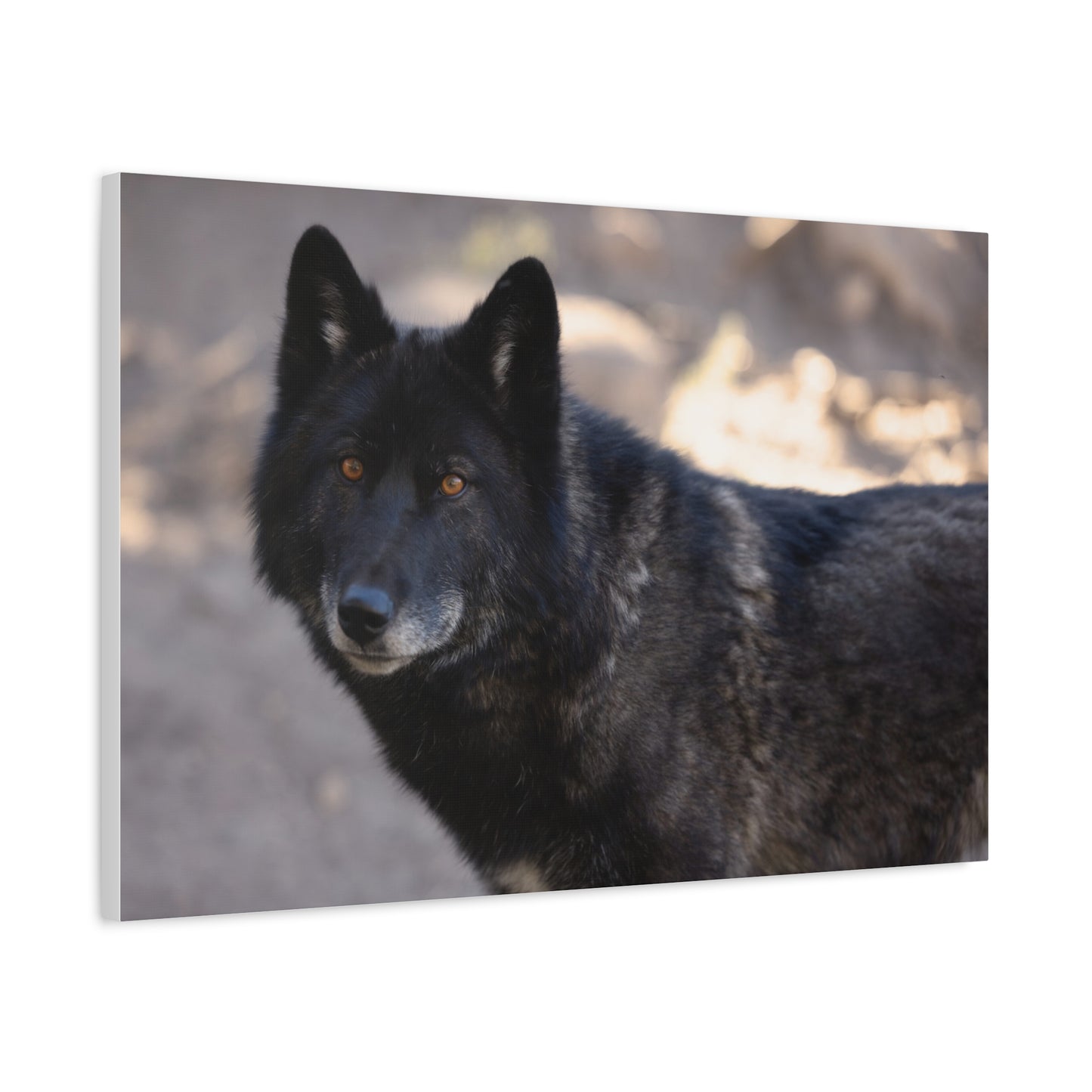 Lakota Canvas Print