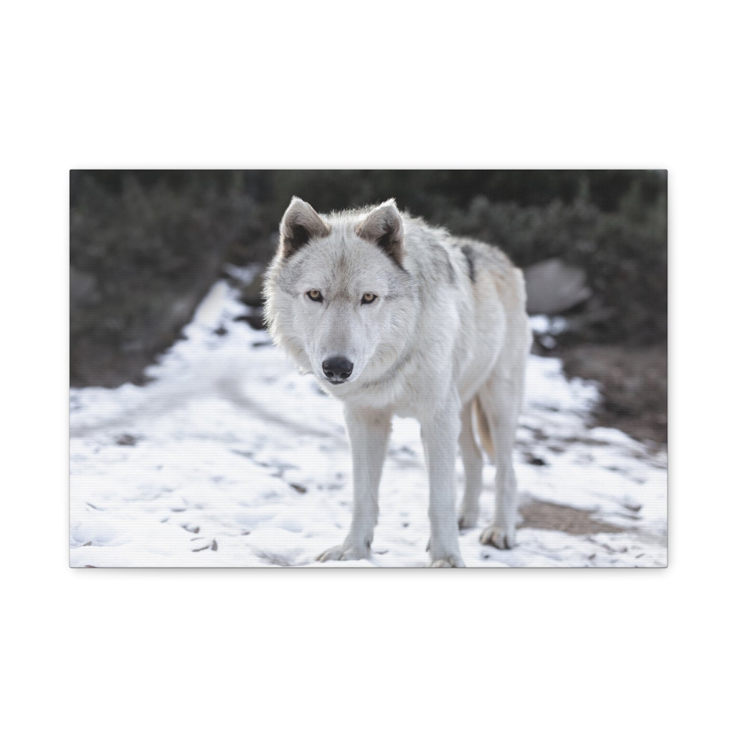 Leo Canvas Print