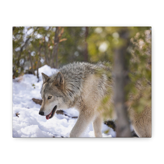 Bodhi Canvas Print