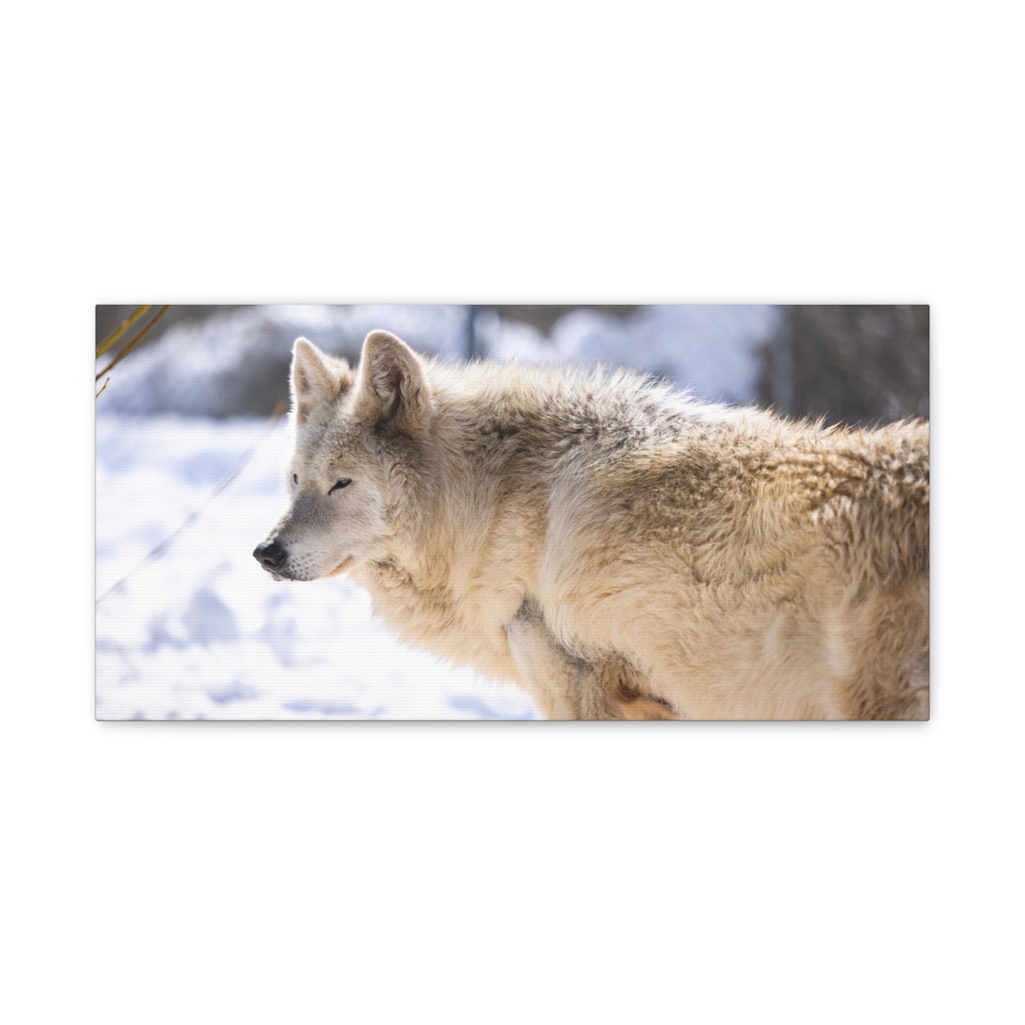 Max Canvas Print