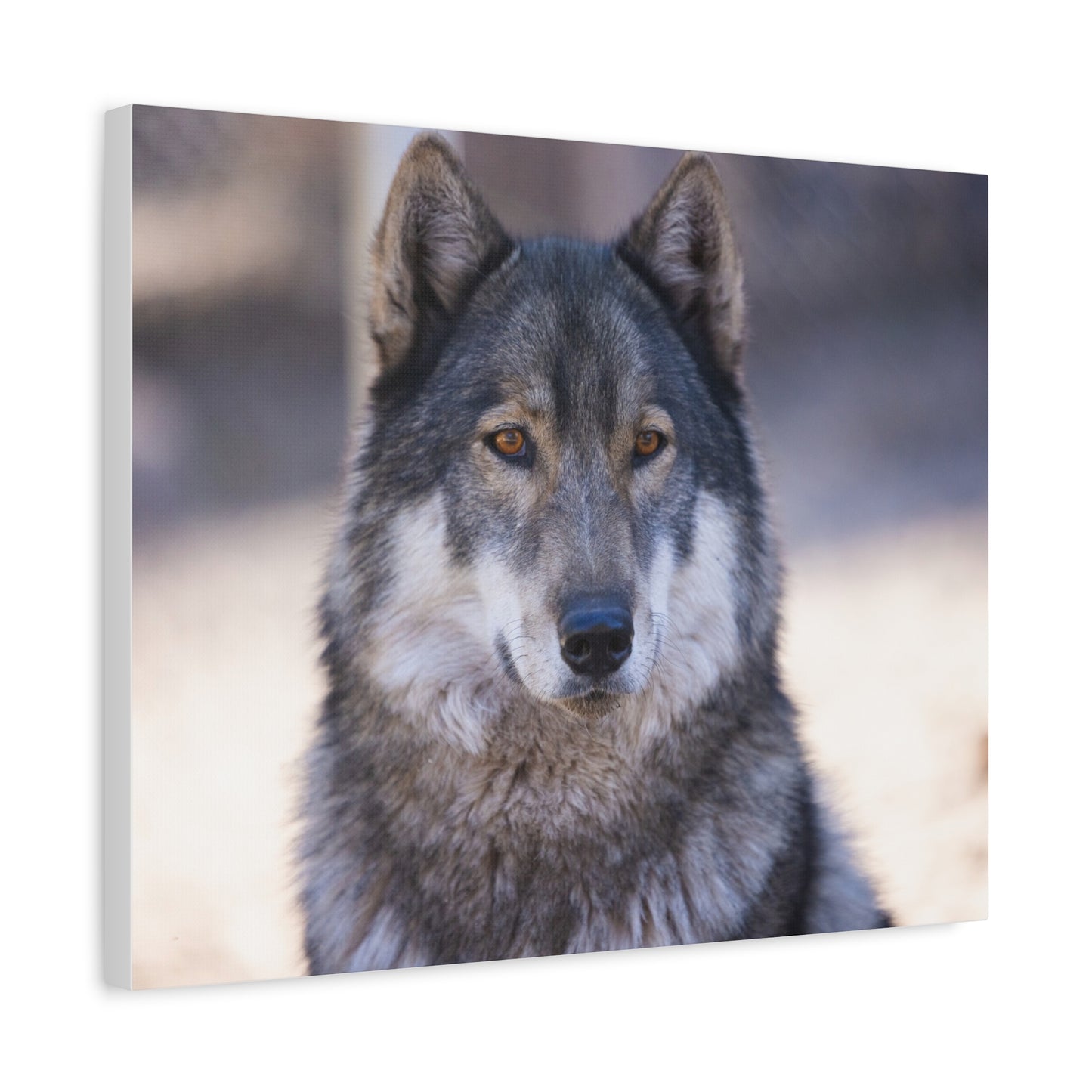 Wylie Canvas Print