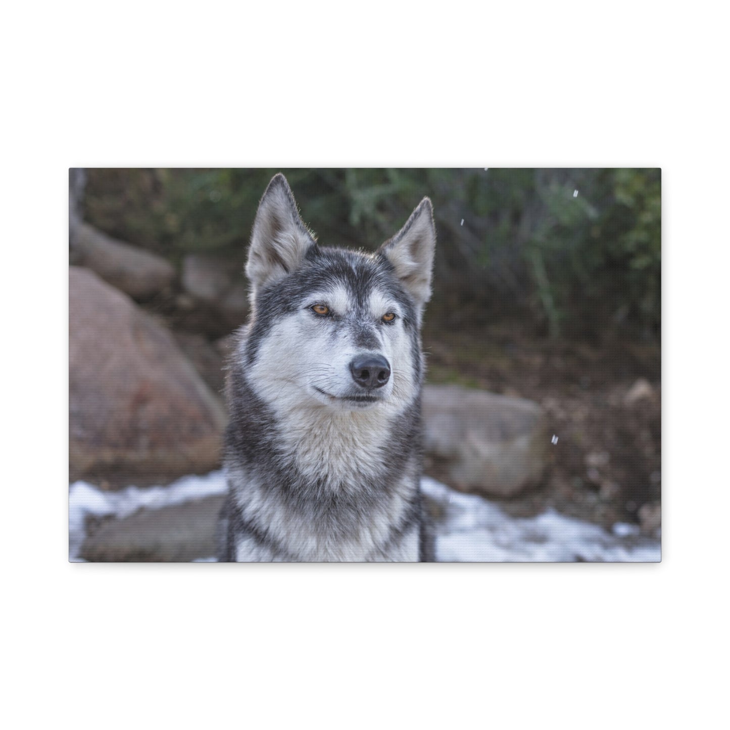 Luna Canvas Print