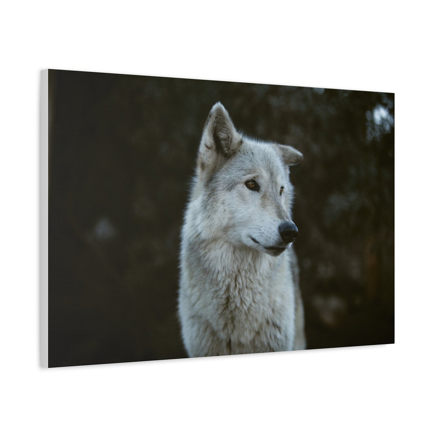 Willow Canvas Print