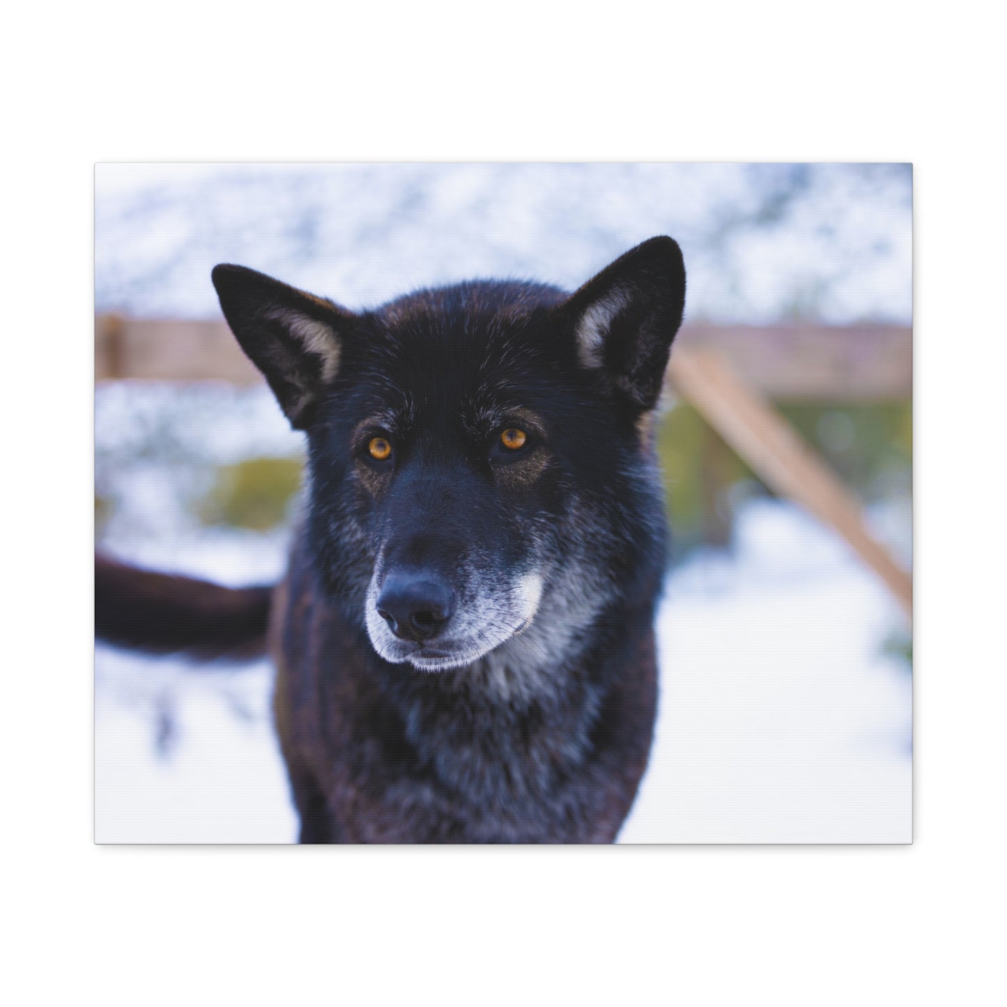 Gemma Canvas Print