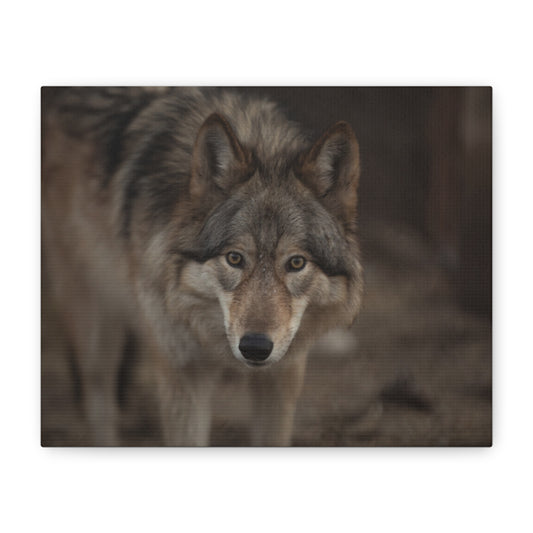 Nali Canvas Print