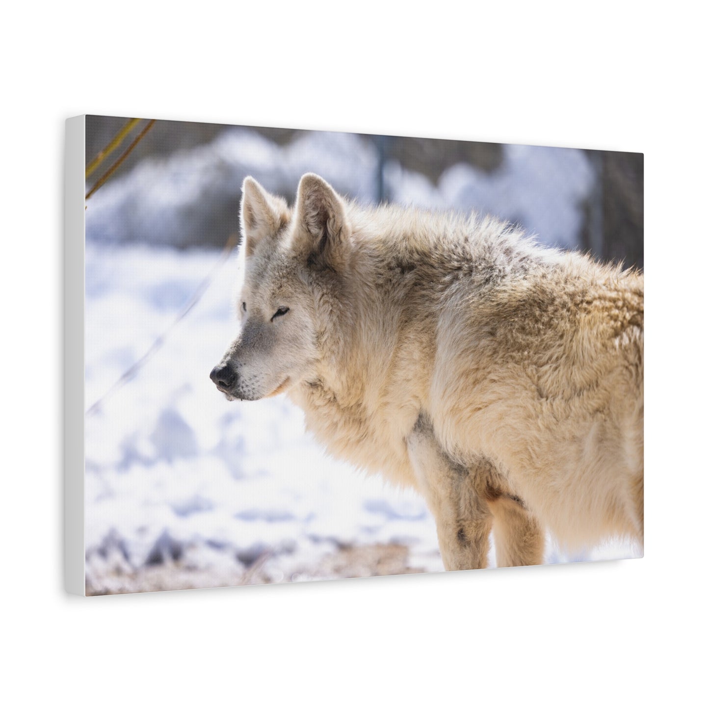 Max Canvas Print