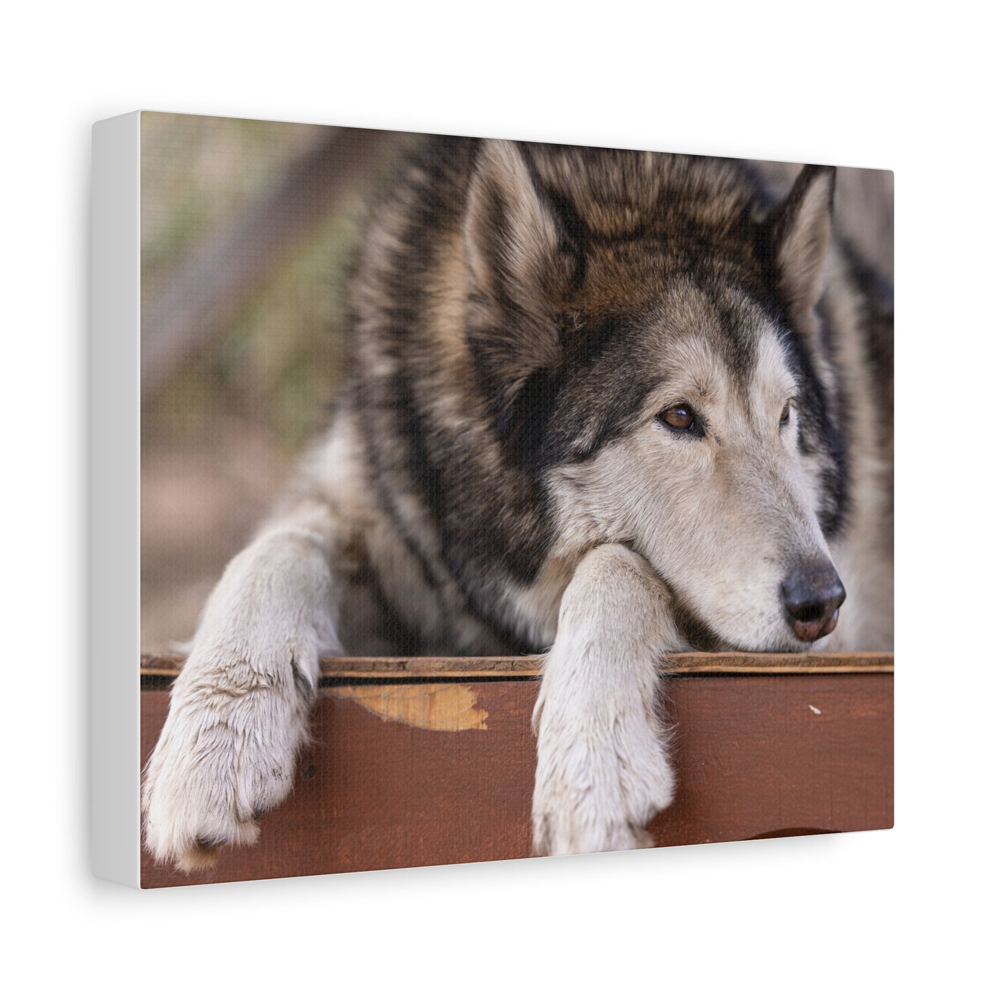 Wolfee Canvas Print
