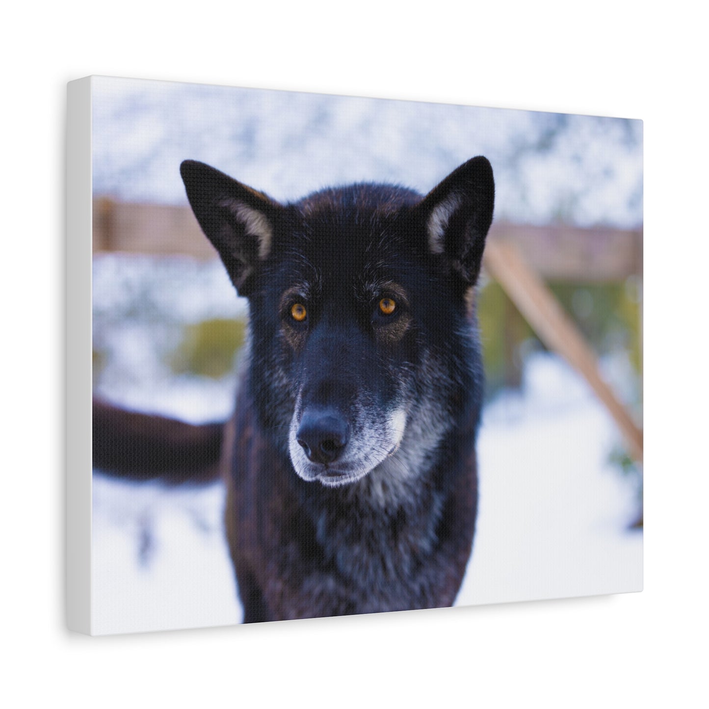 Gemma Canvas Print