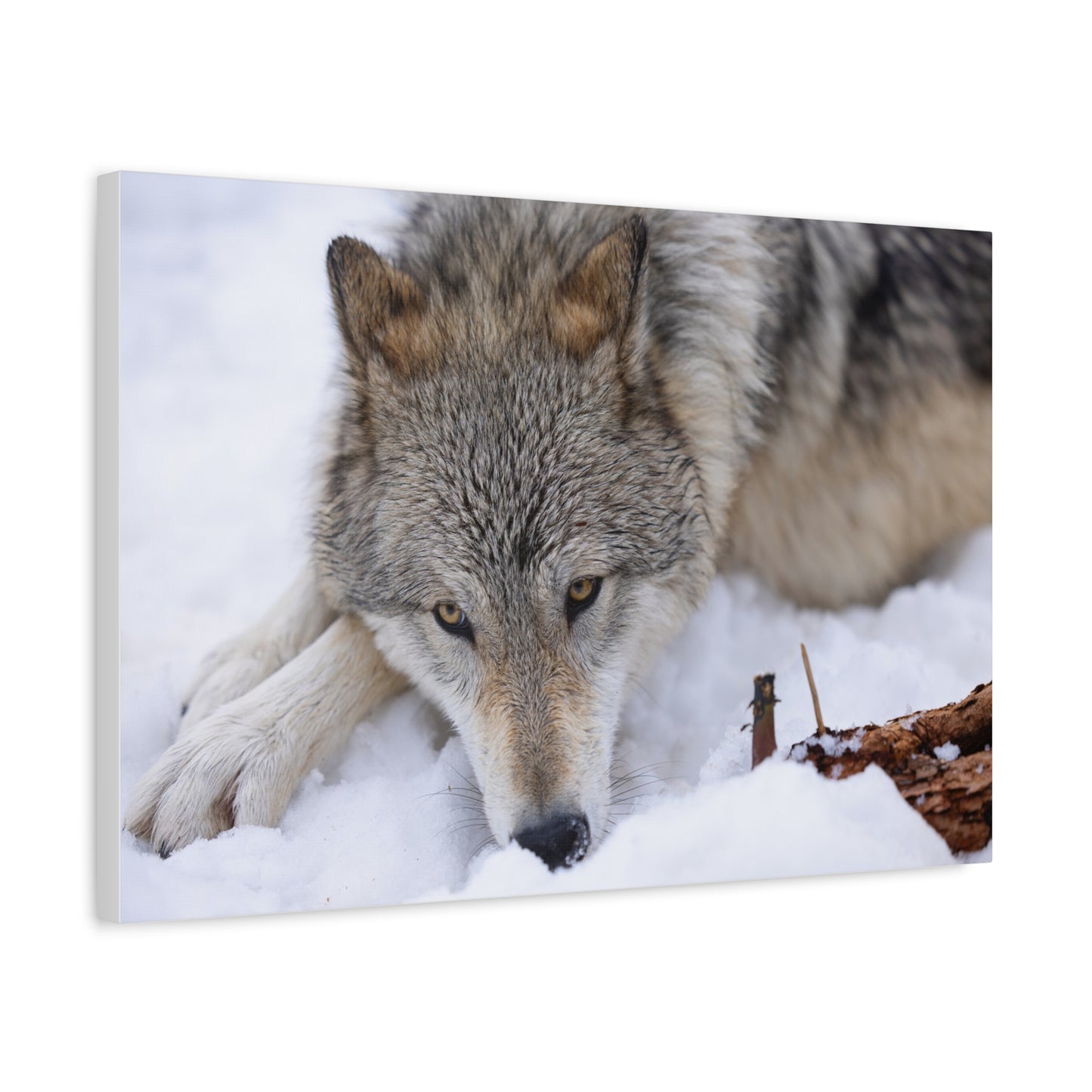 Nukumi Canvas Print