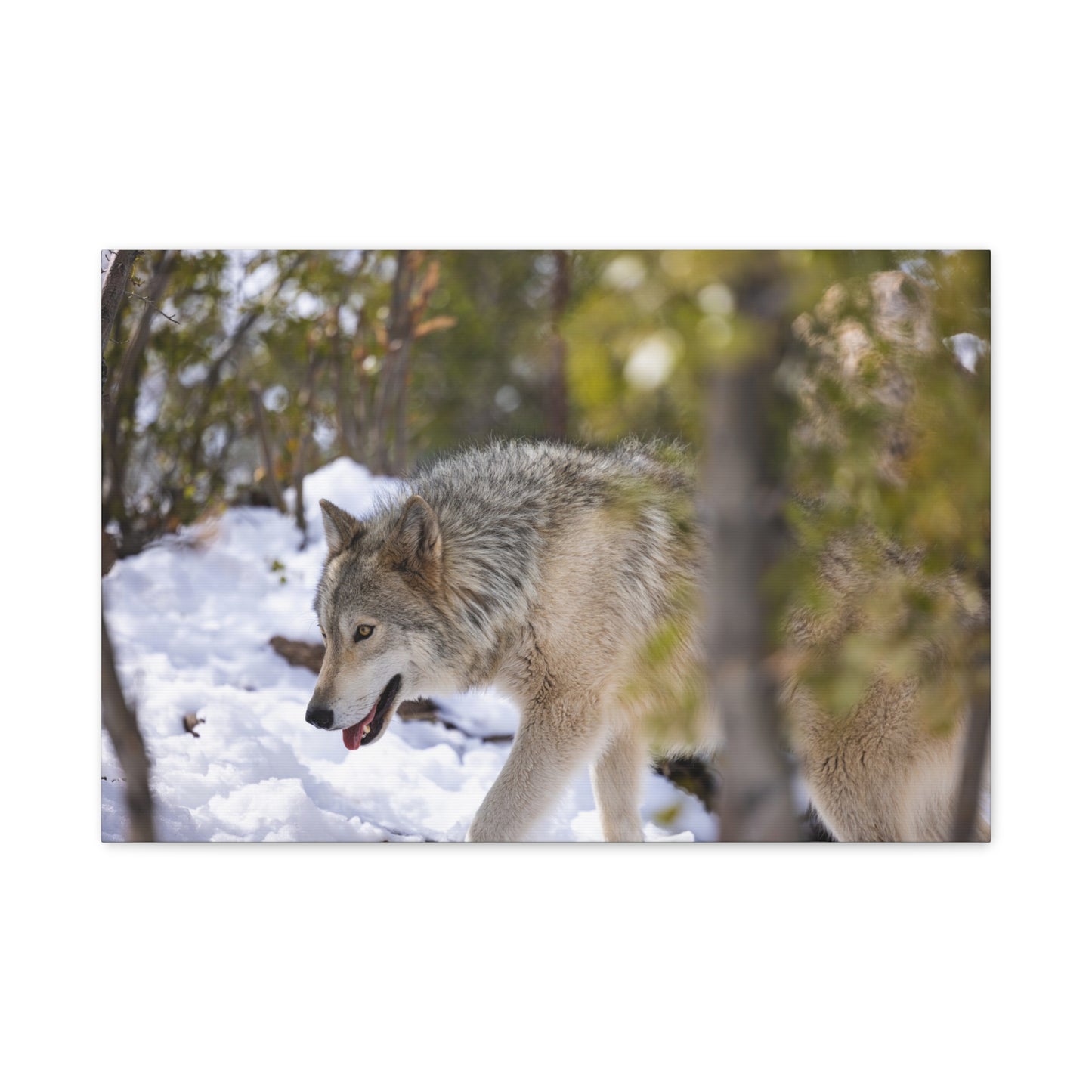 Bodhi Canvas Print
