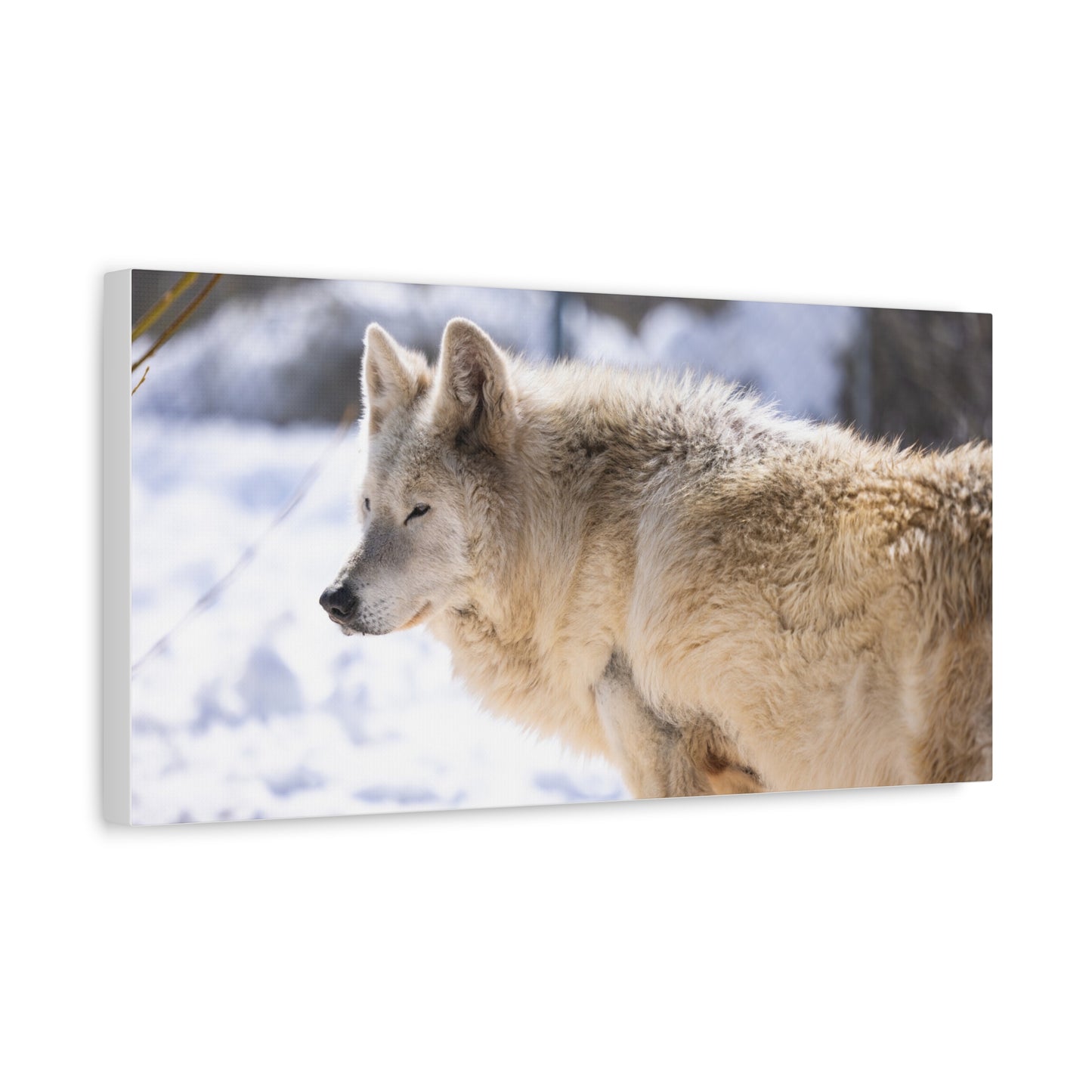 Max Canvas Print