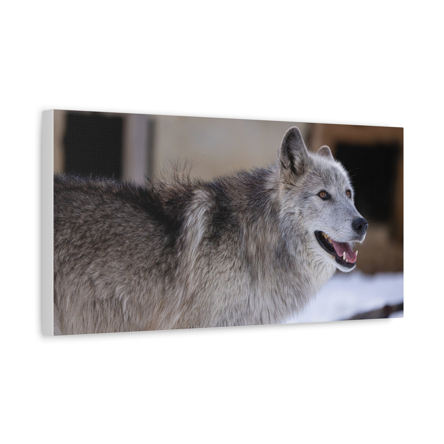 Daisy Canvas print