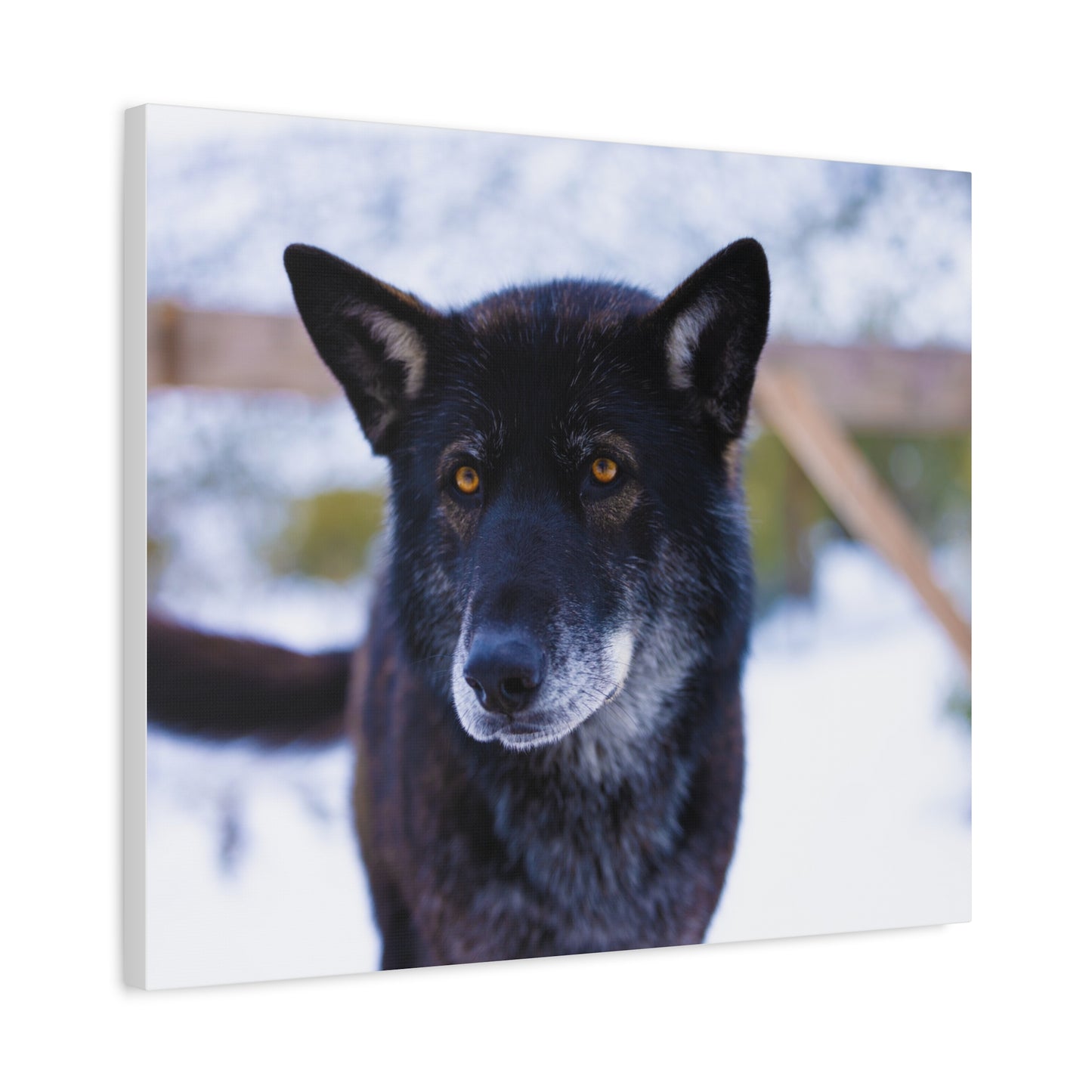 Gemma Canvas Print