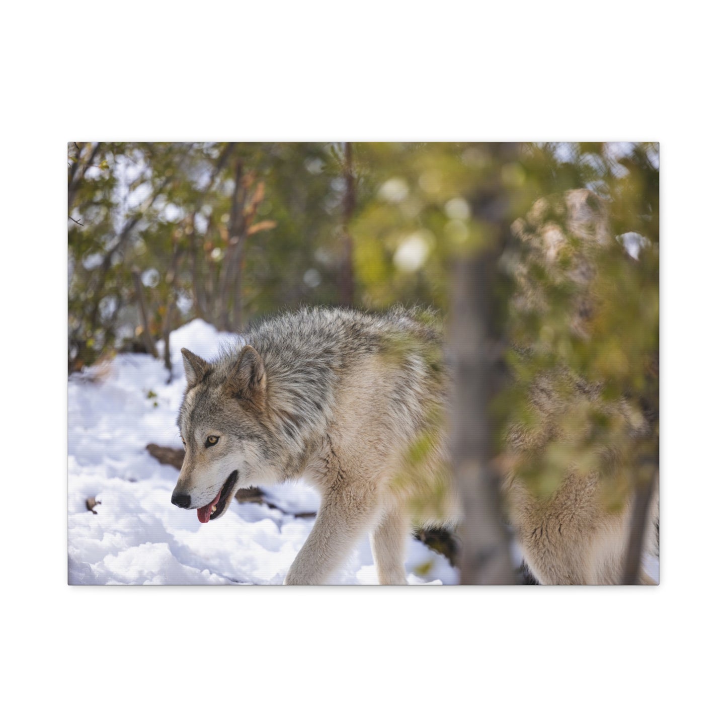 Bodhi Canvas Print