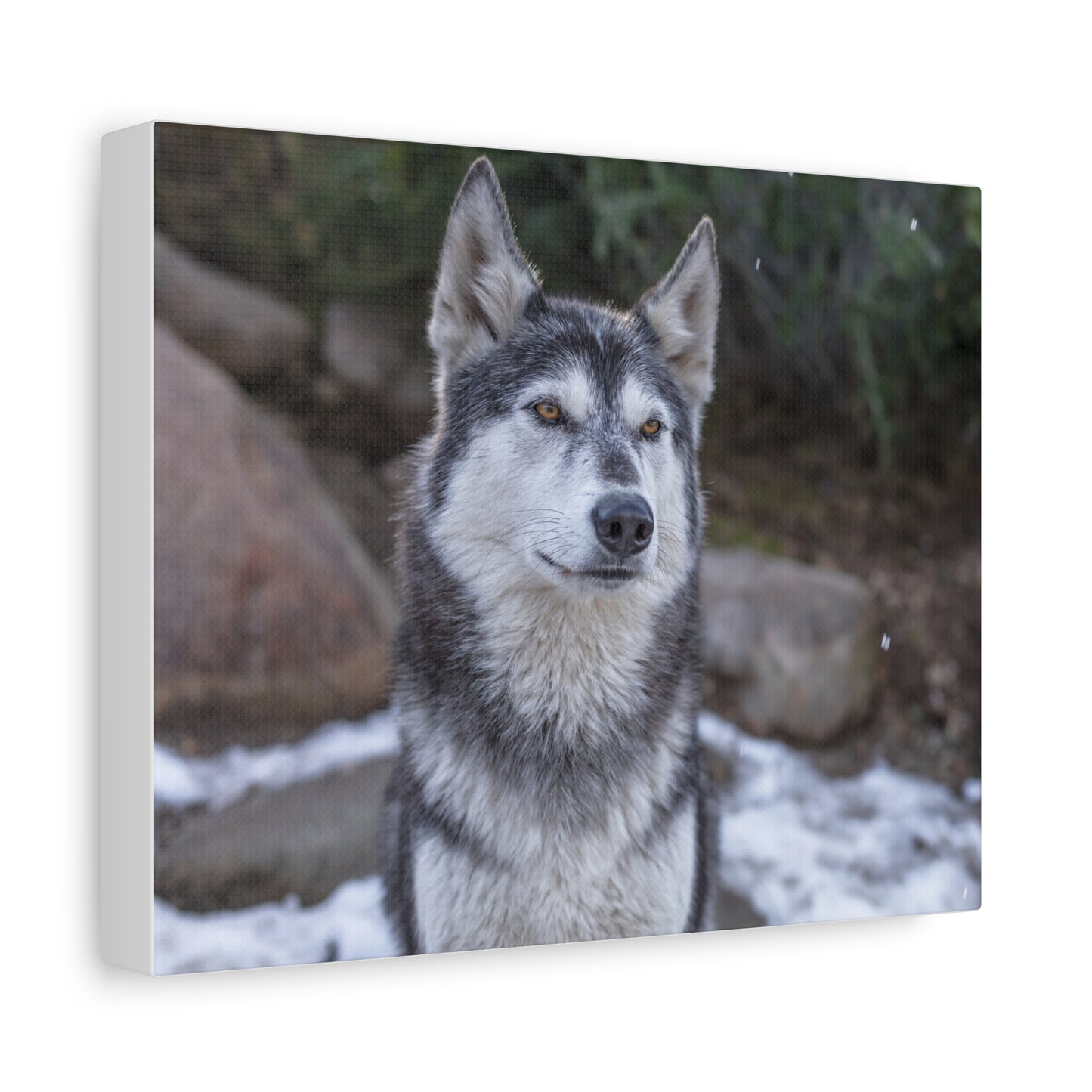 Luna Canvas Print