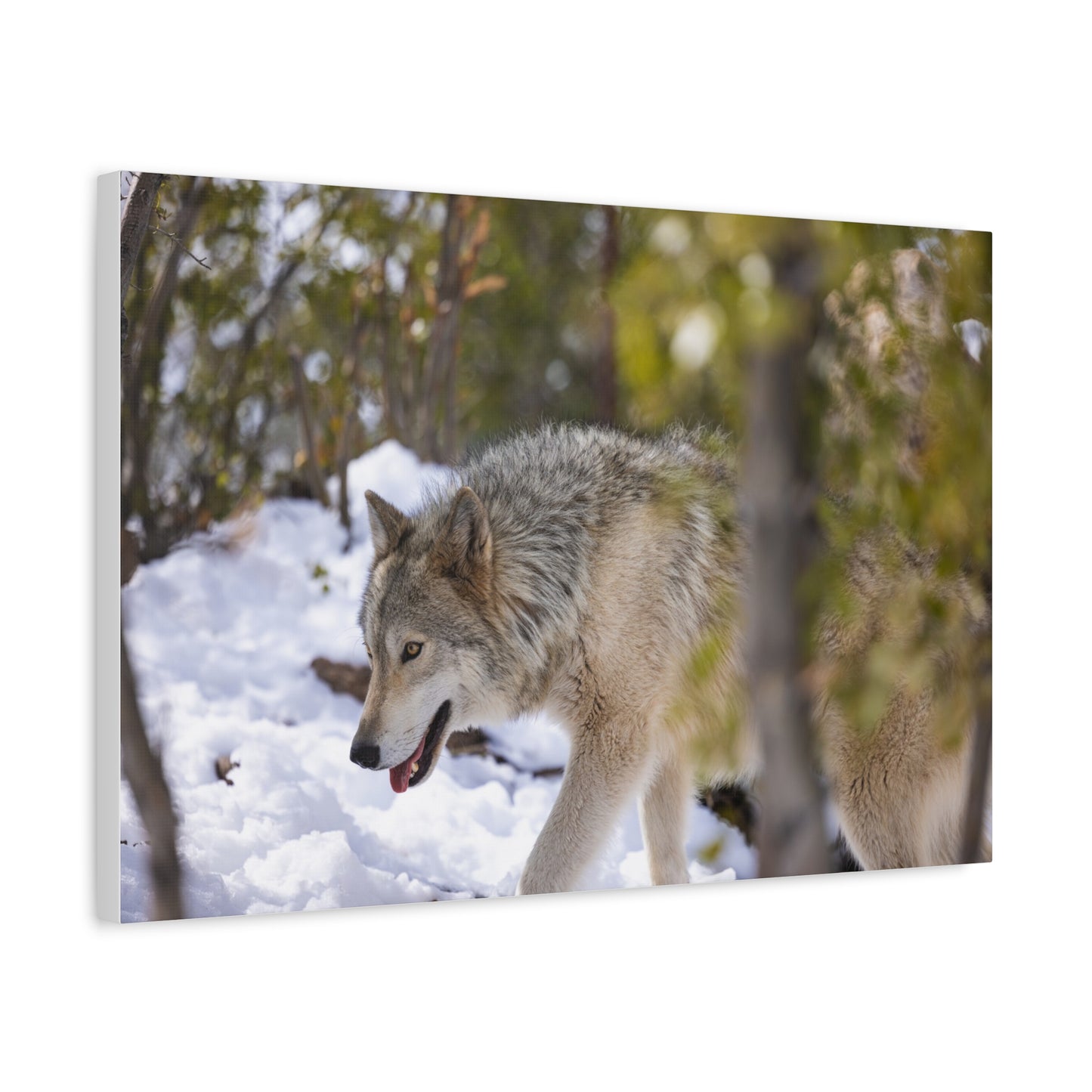 Bodhi Canvas Print