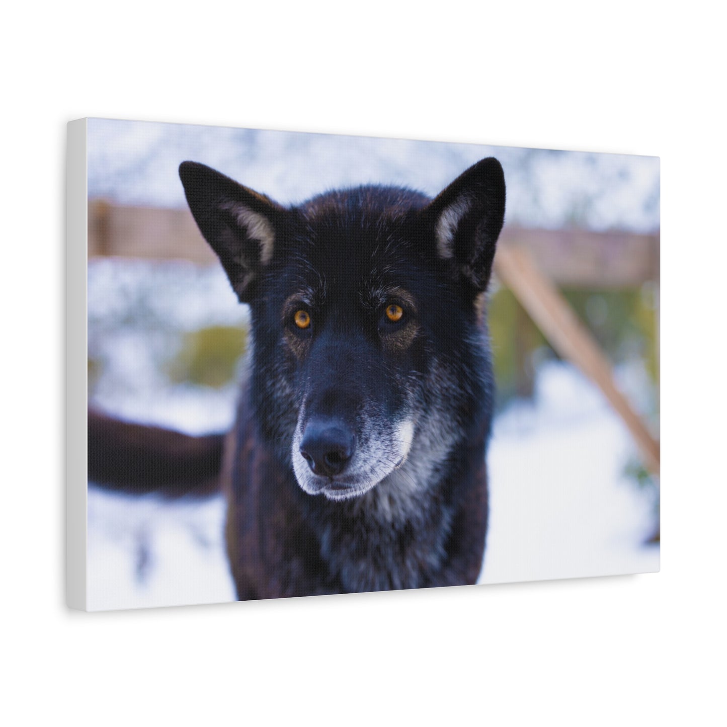 Gemma Canvas Print