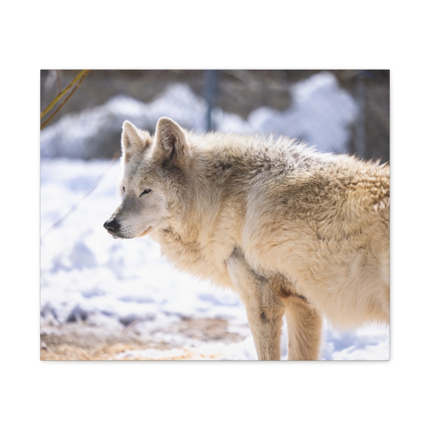 Max Canvas Print