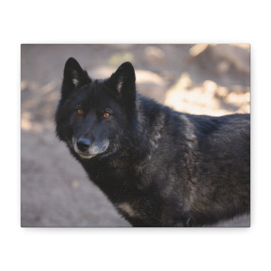 Lakota Canvas Print