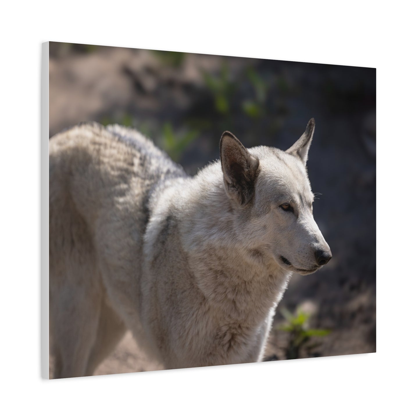 Beo Canvas Print