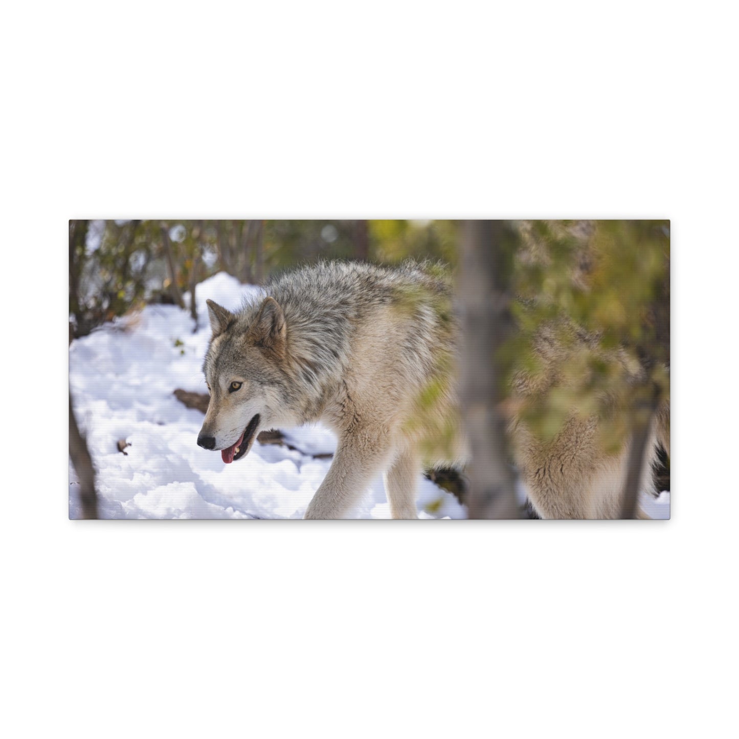 Bodhi Canvas Print