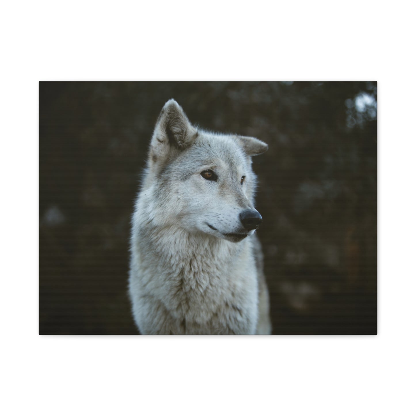 Willow Canvas Print