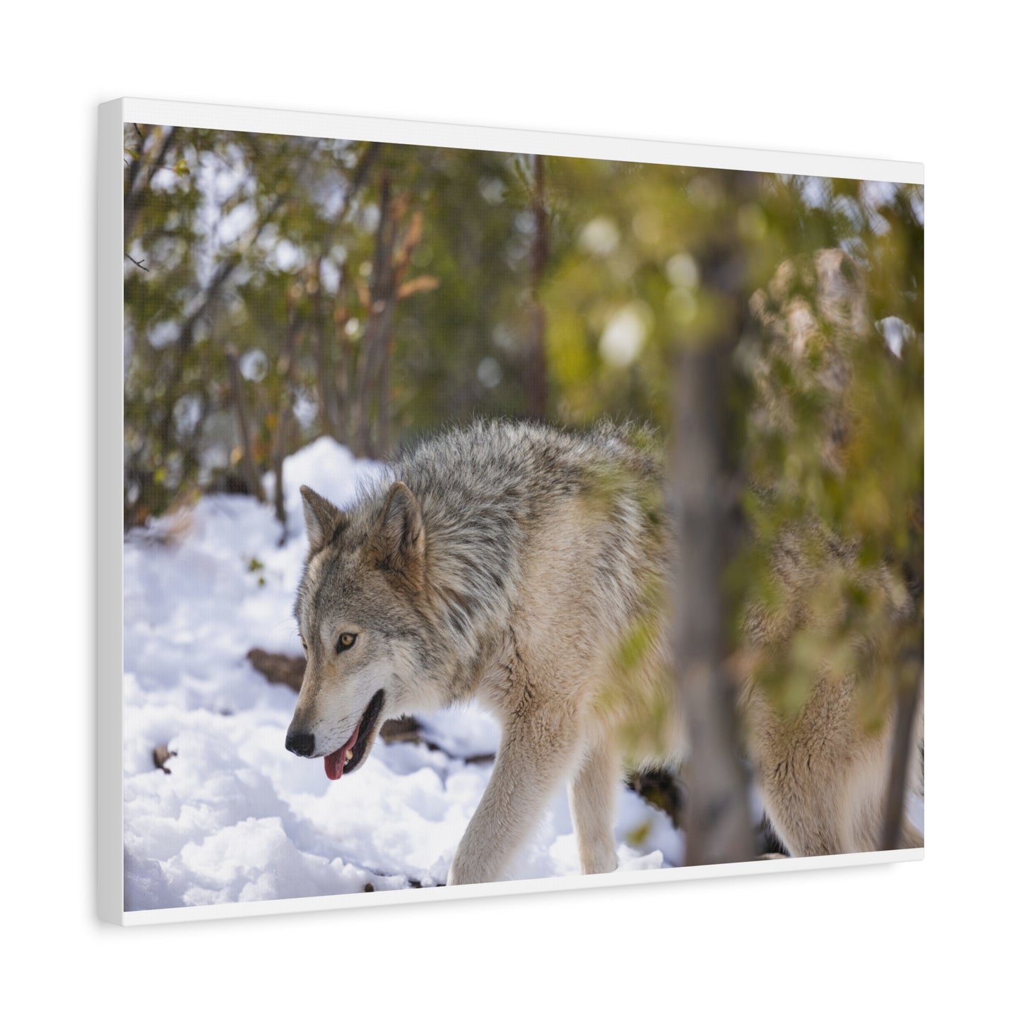 Bodhi Canvas Print