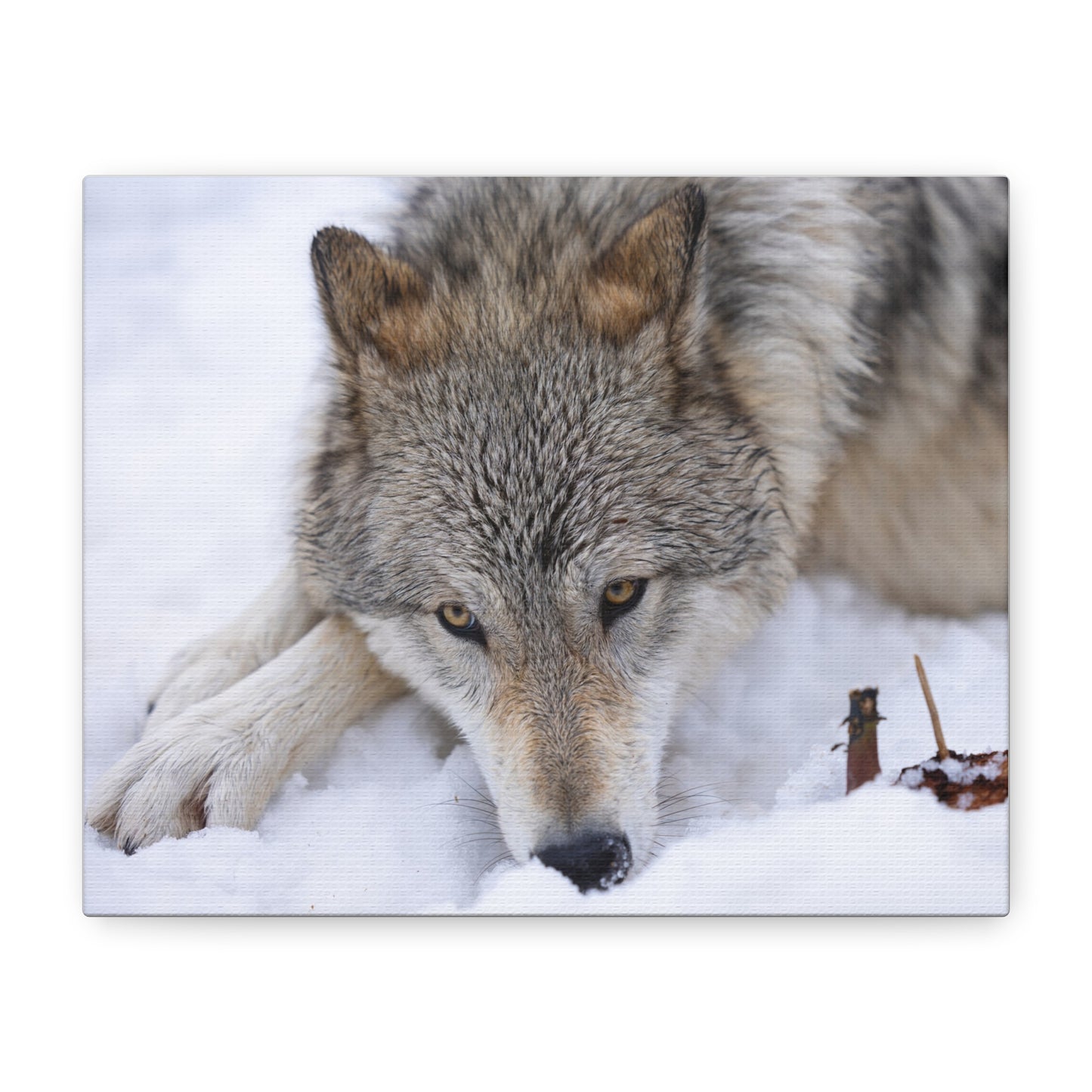 Nukumi Canvas Print