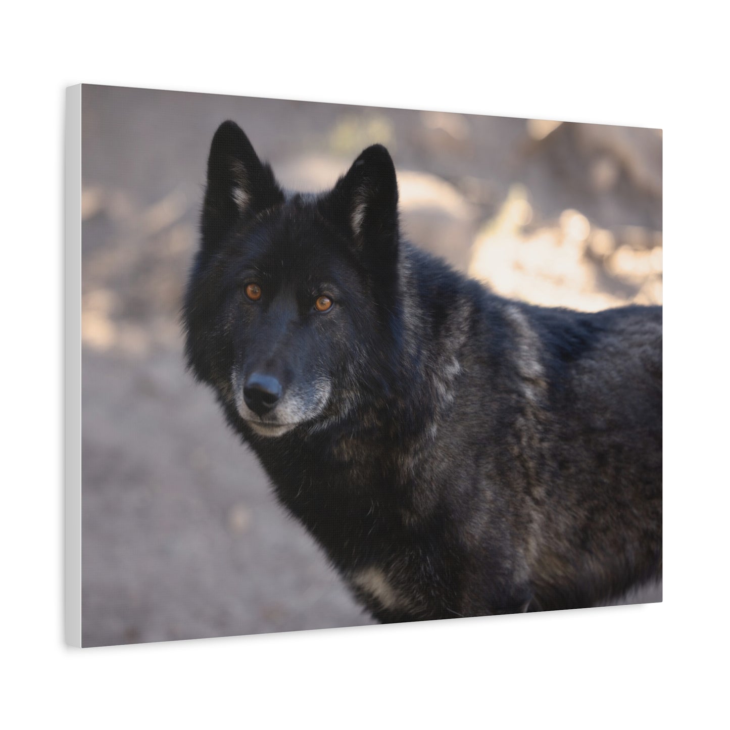 Lakota Canvas Print