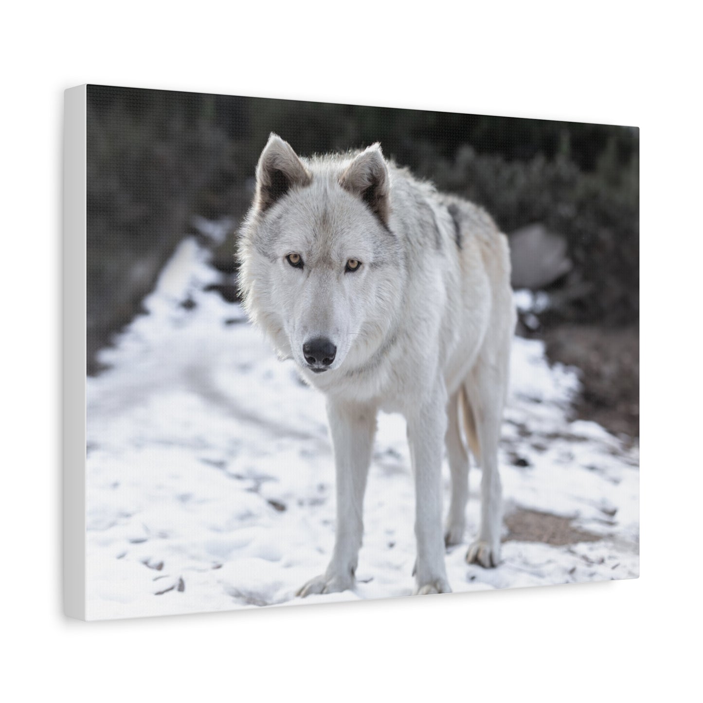 Leo Canvas Print