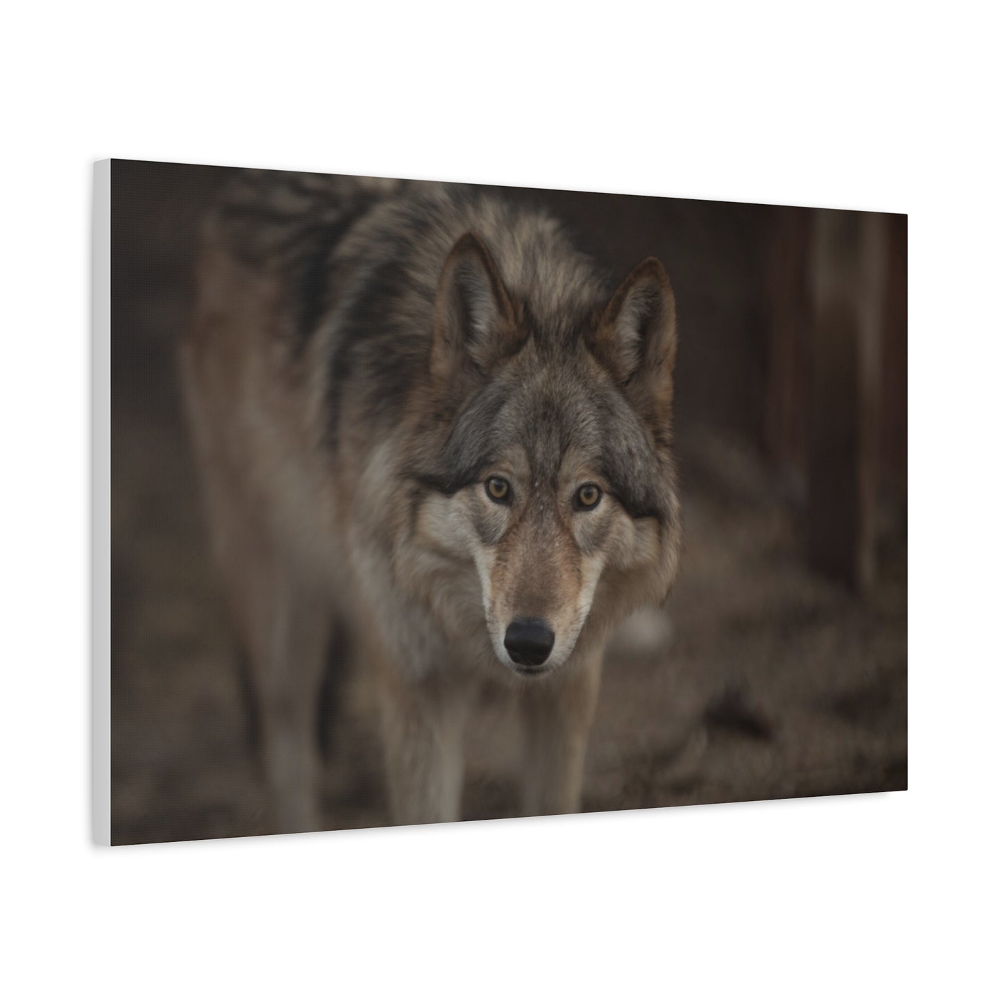 Nali Canvas Print