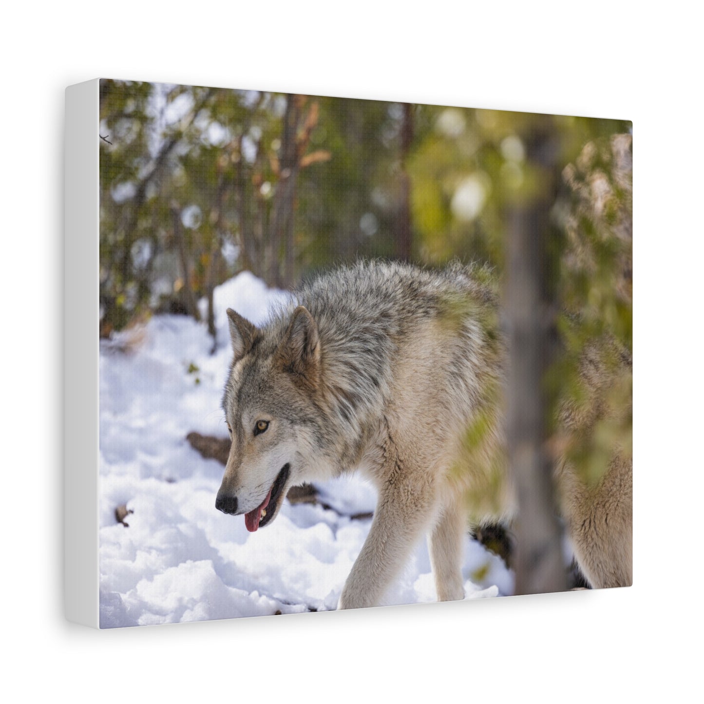 Bodhi Canvas Print