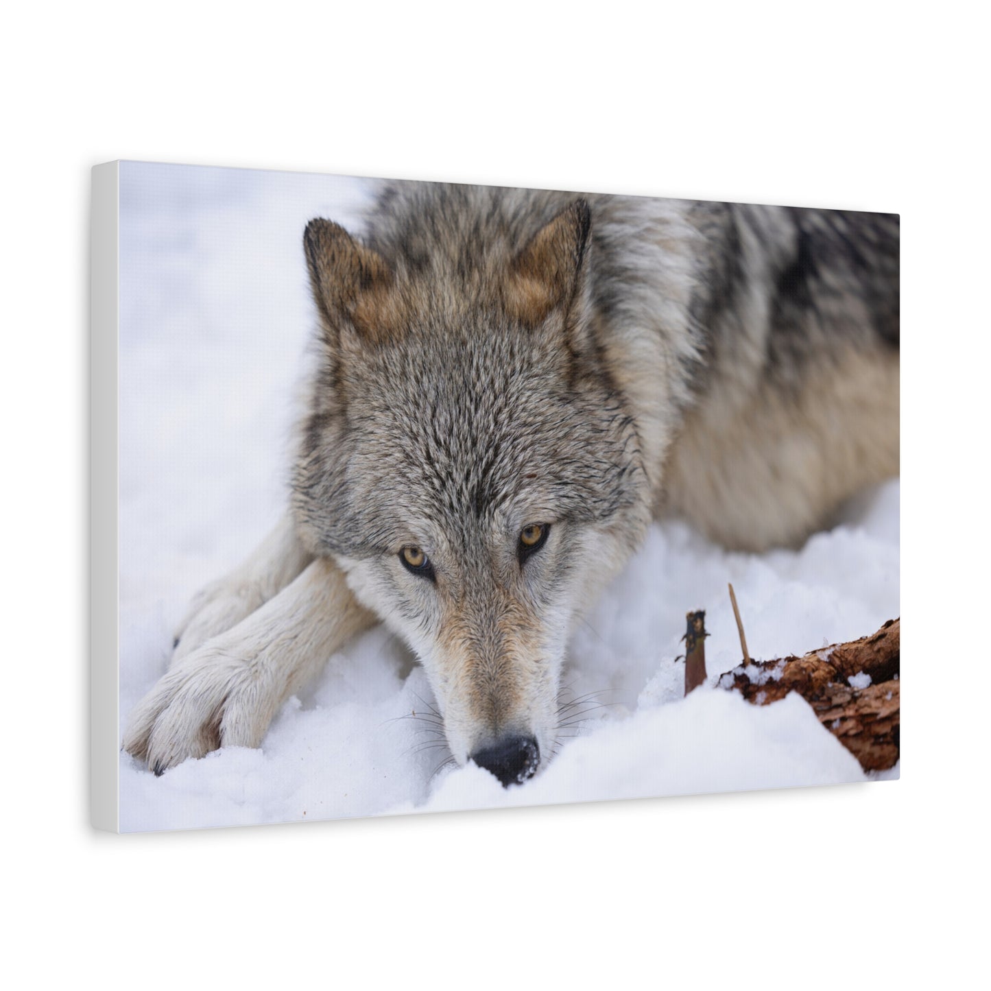 Nukumi Canvas Print