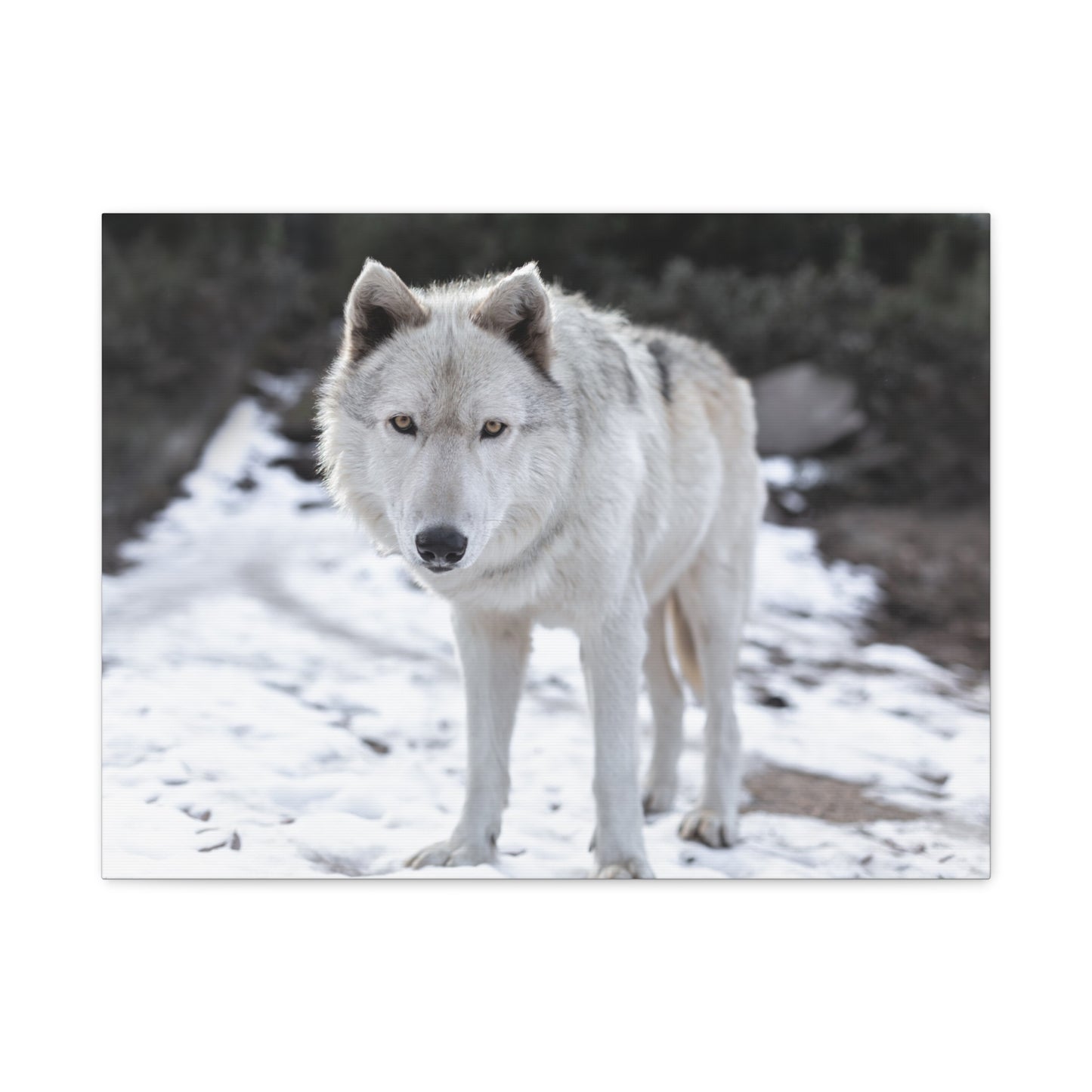 Leo Canvas Print