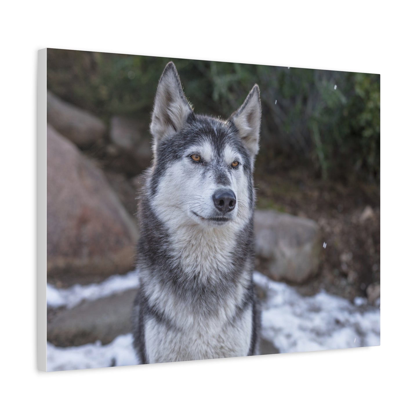 Luna Canvas Print