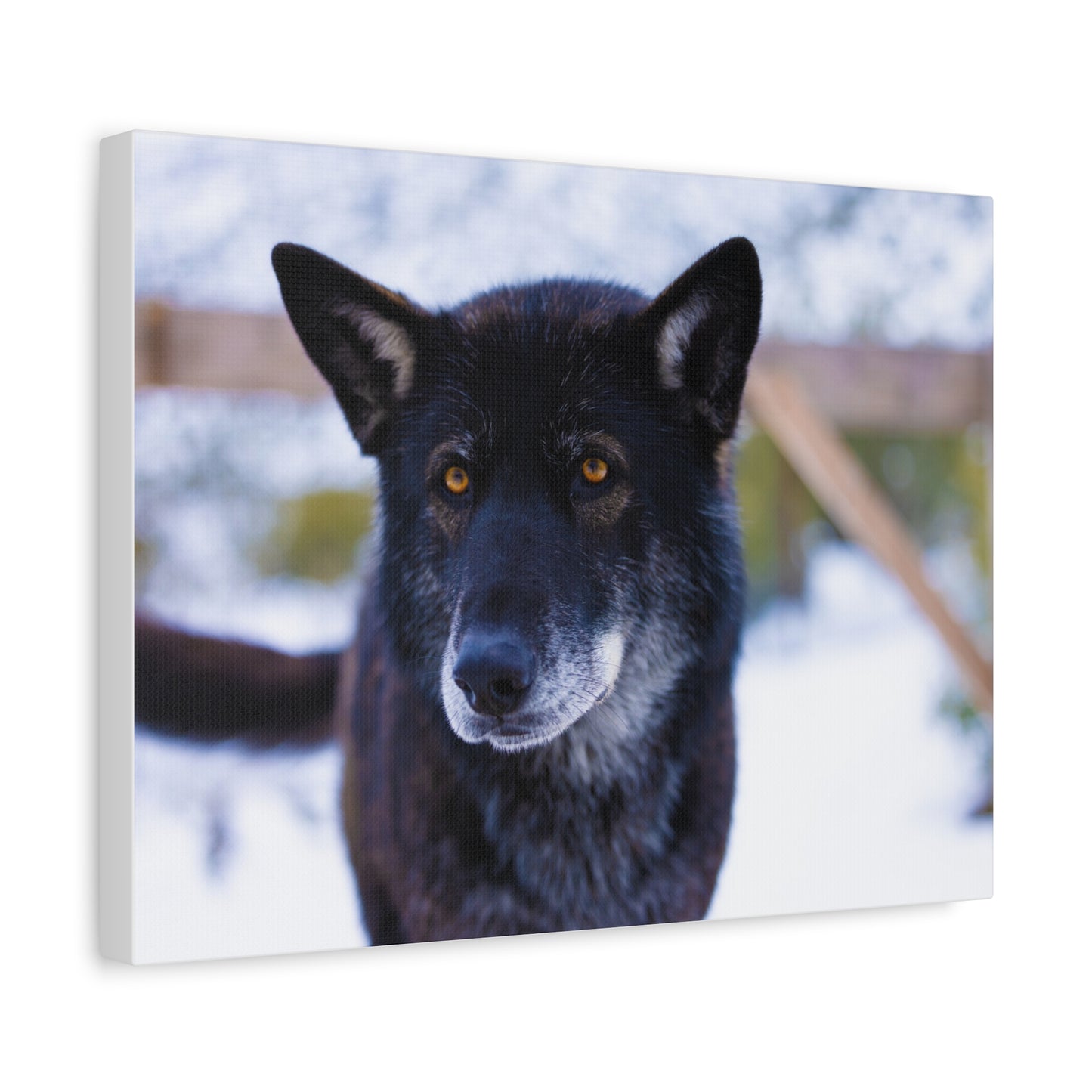 Gemma Canvas Print