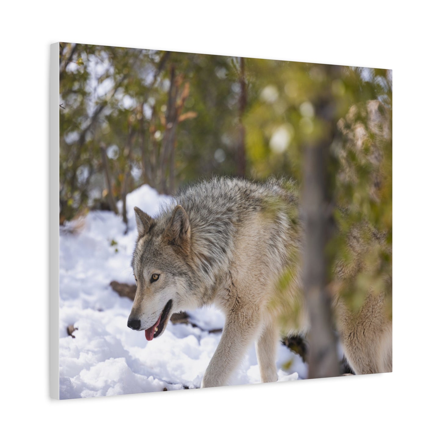 Bodhi Canvas Print