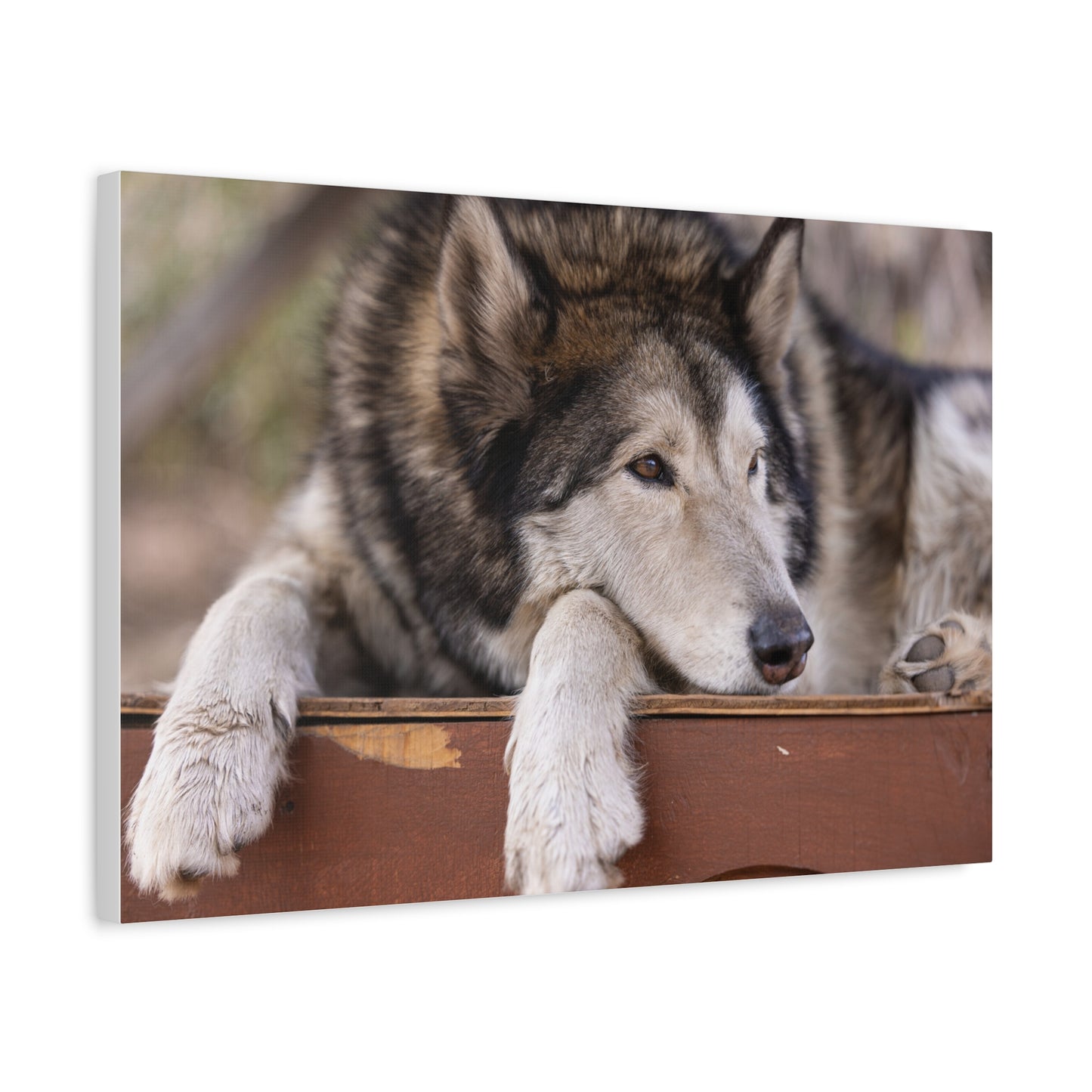 Wolfee Canvas Print
