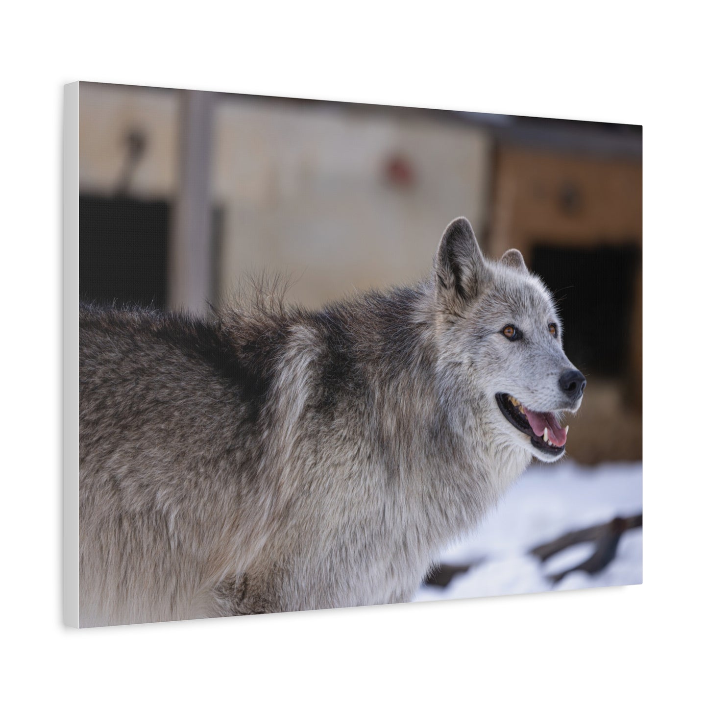 Daisy Canvas print