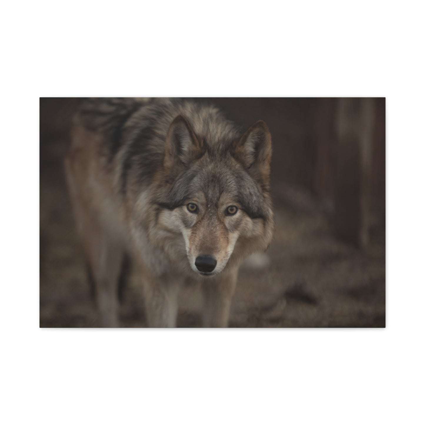 Nali Canvas Print