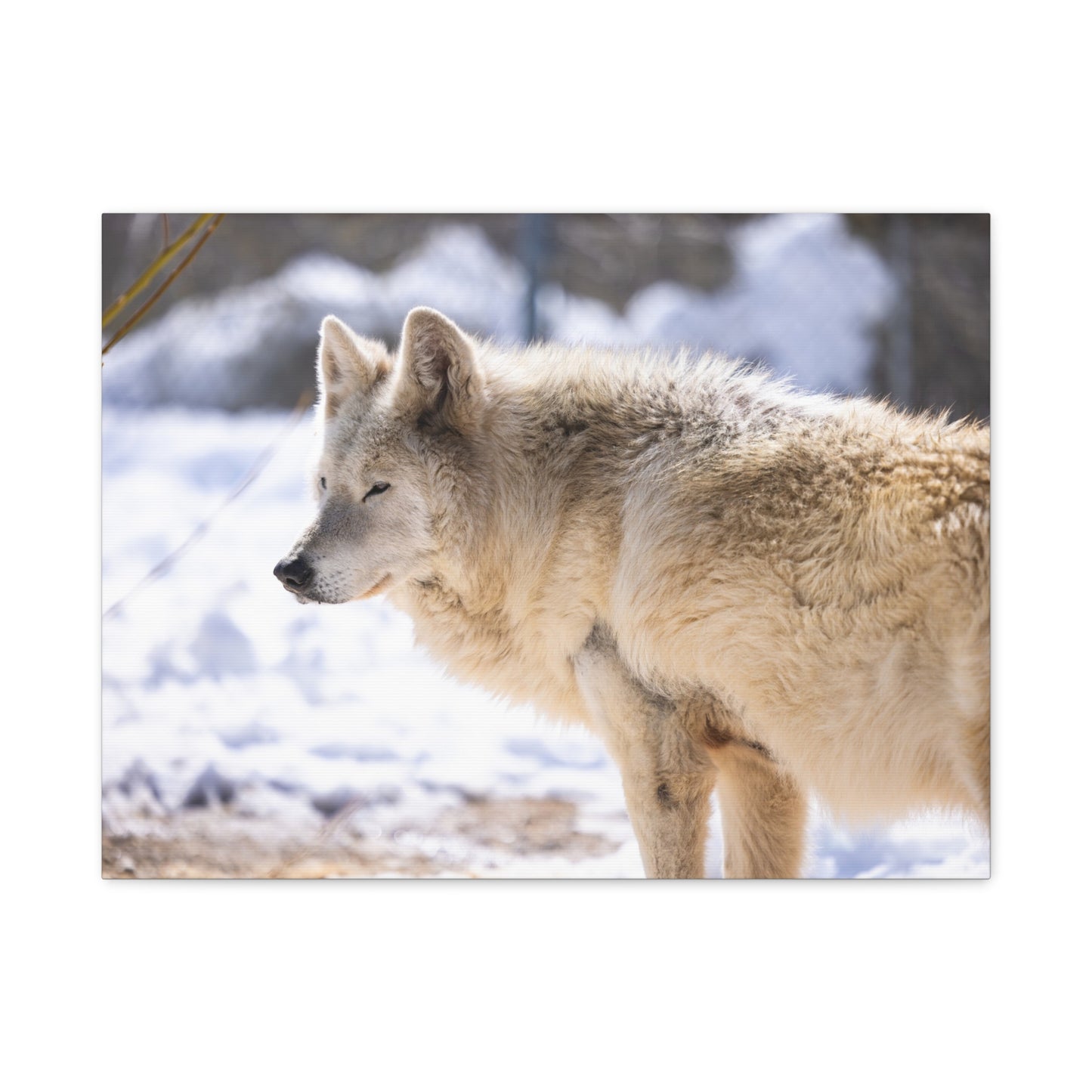 Max Canvas Print