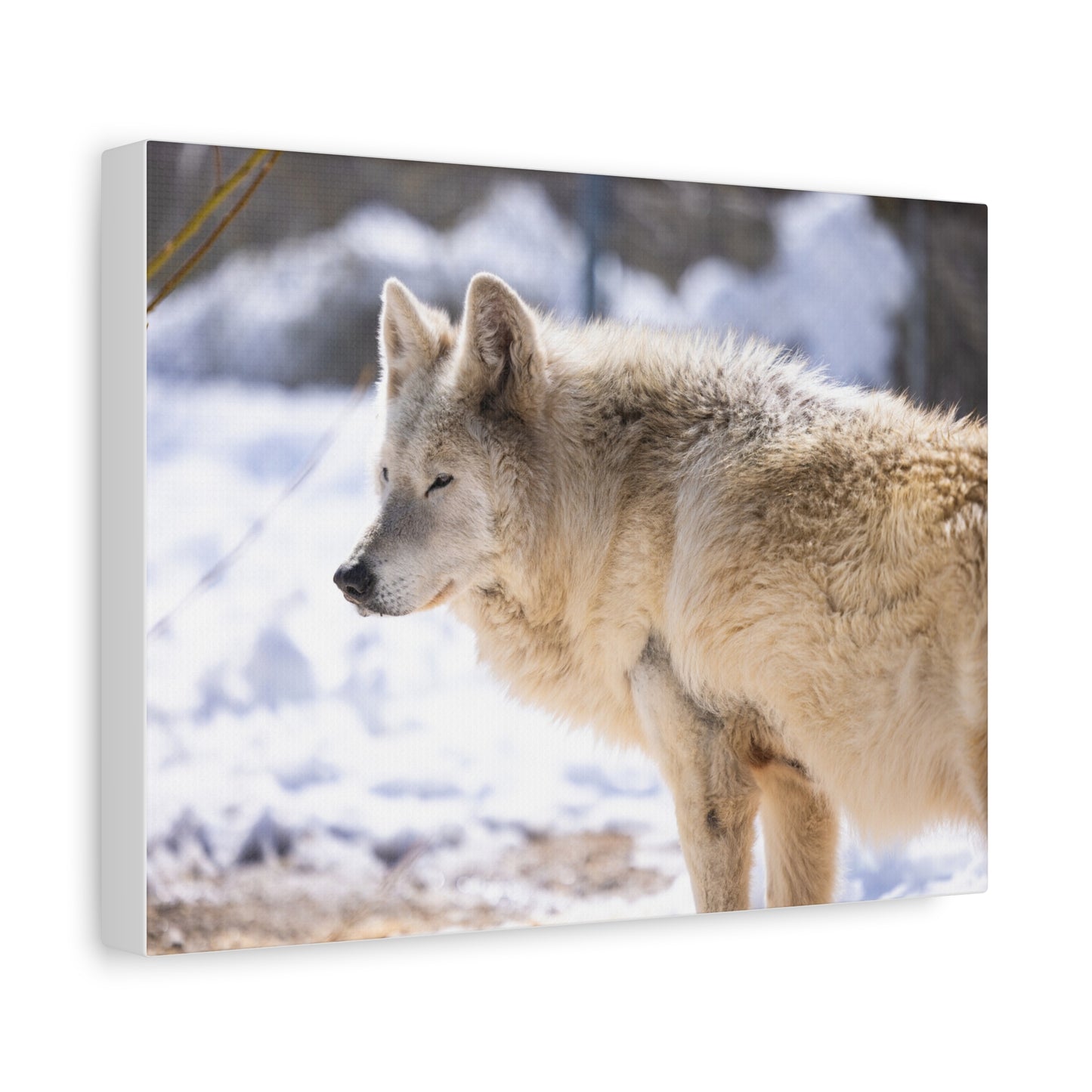 Max Canvas Print