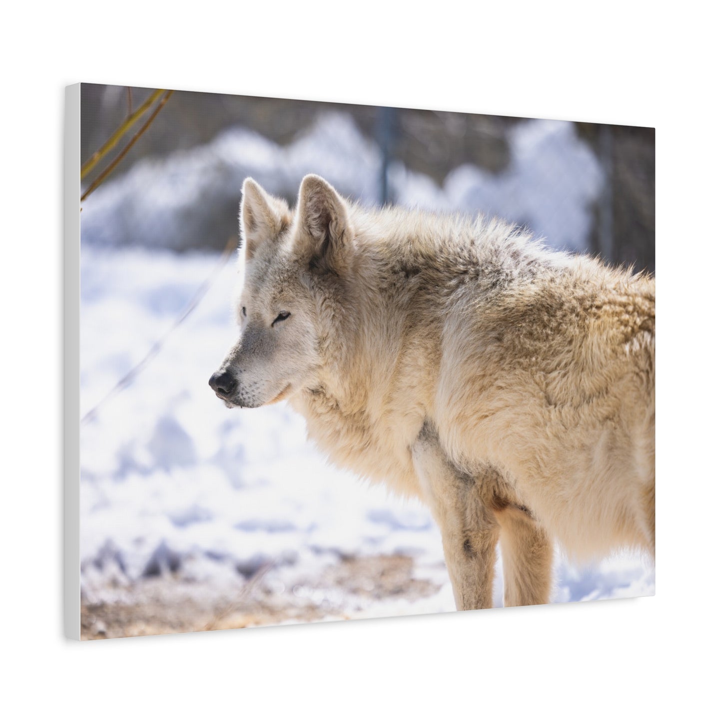 Max Canvas Print