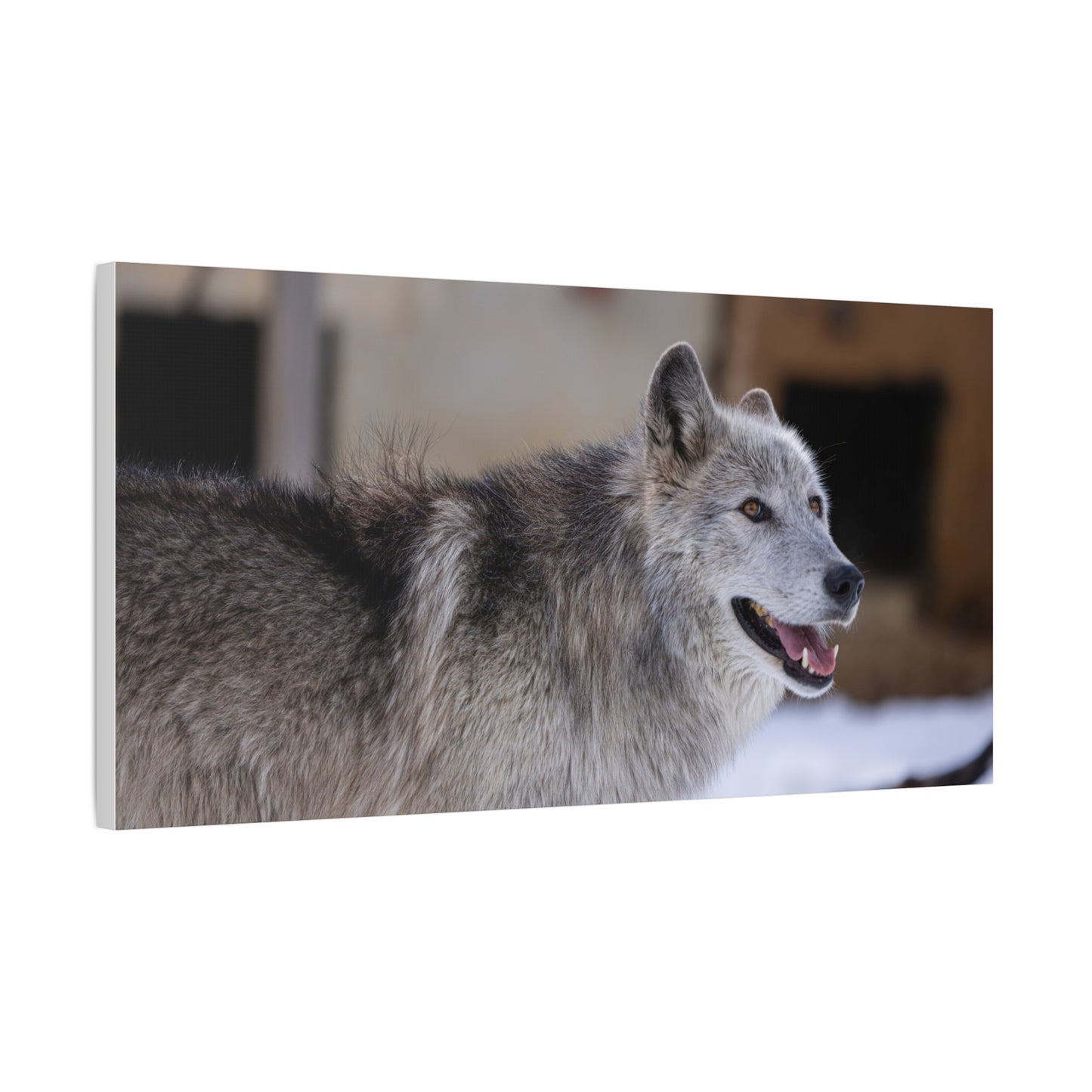 Daisy Canvas print