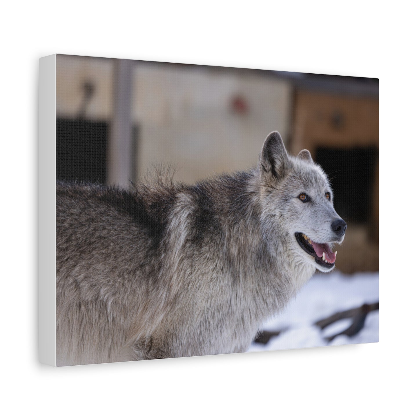 Daisy Canvas print