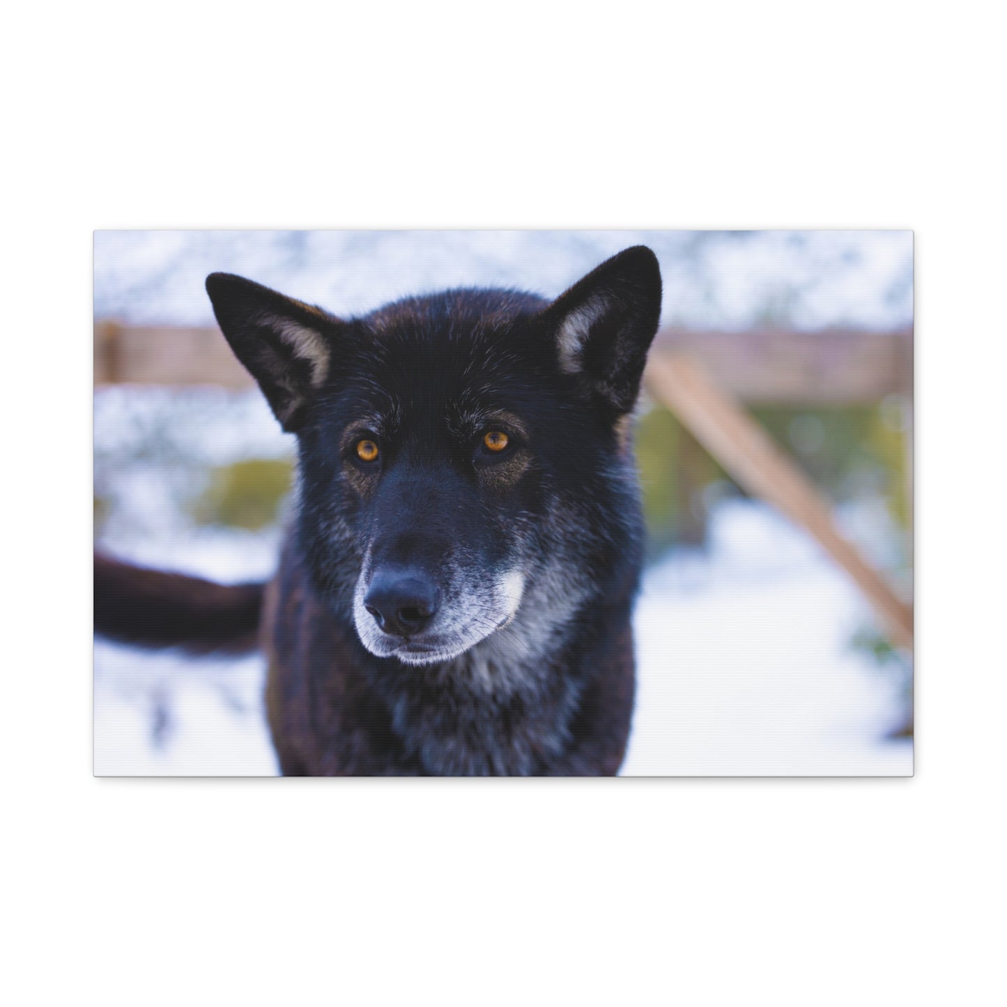 Gemma Canvas Print