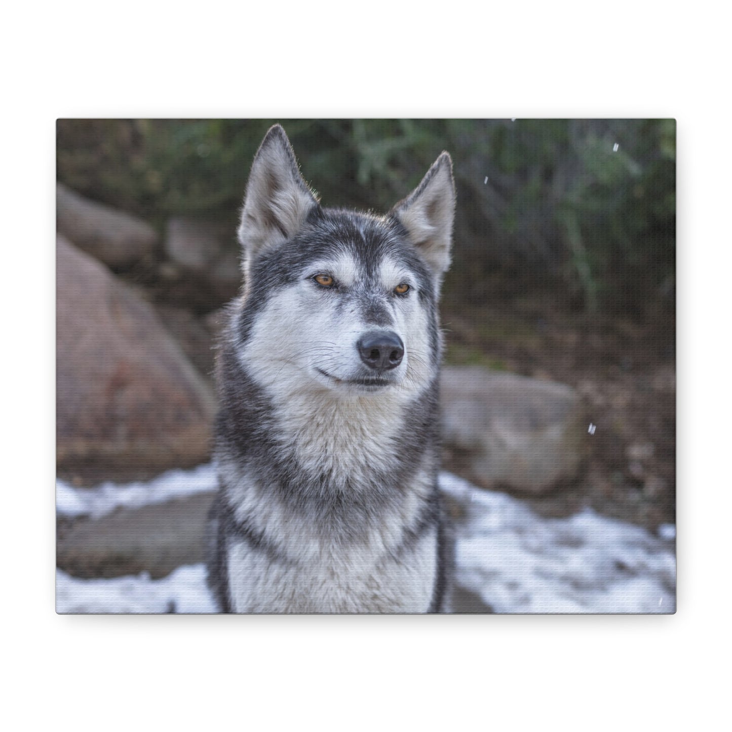 Luna Canvas Print