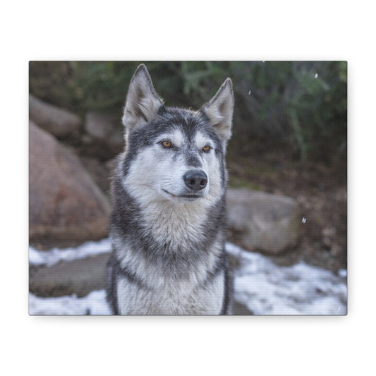 Luna Canvas Print