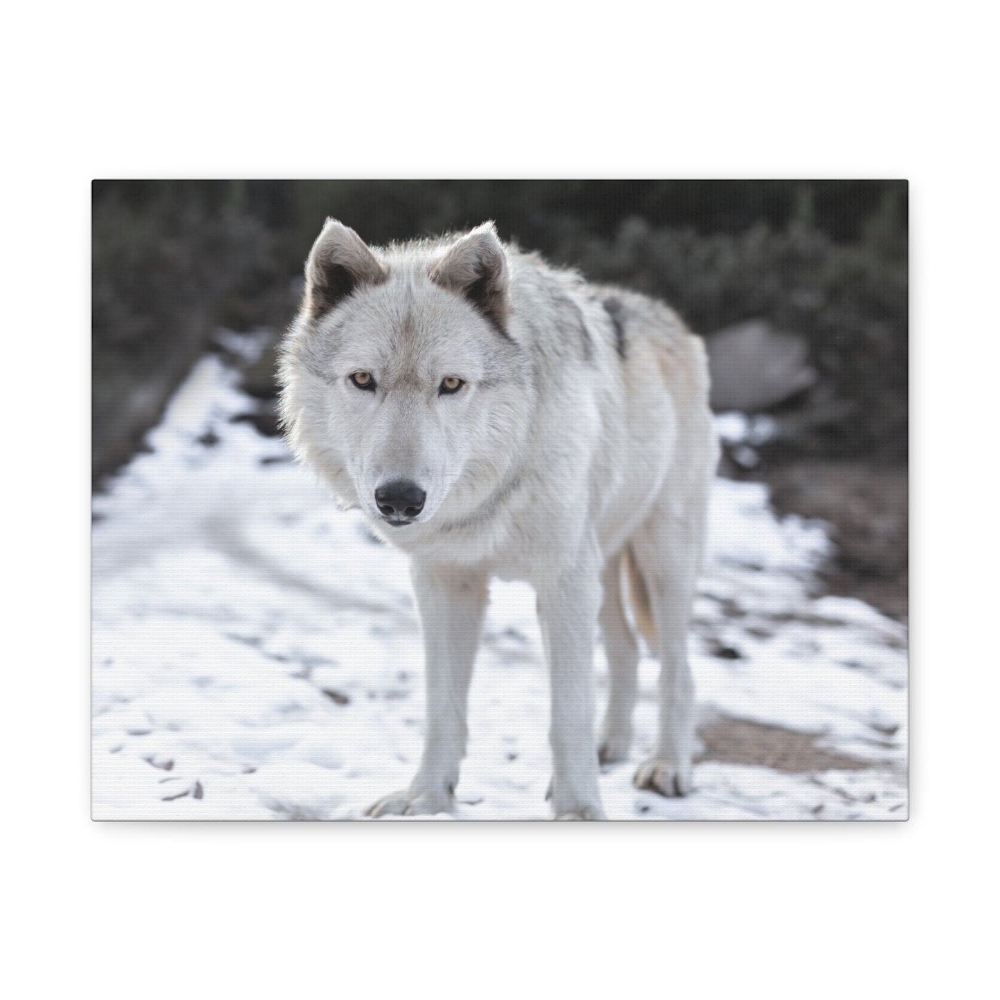 Leo Canvas Print