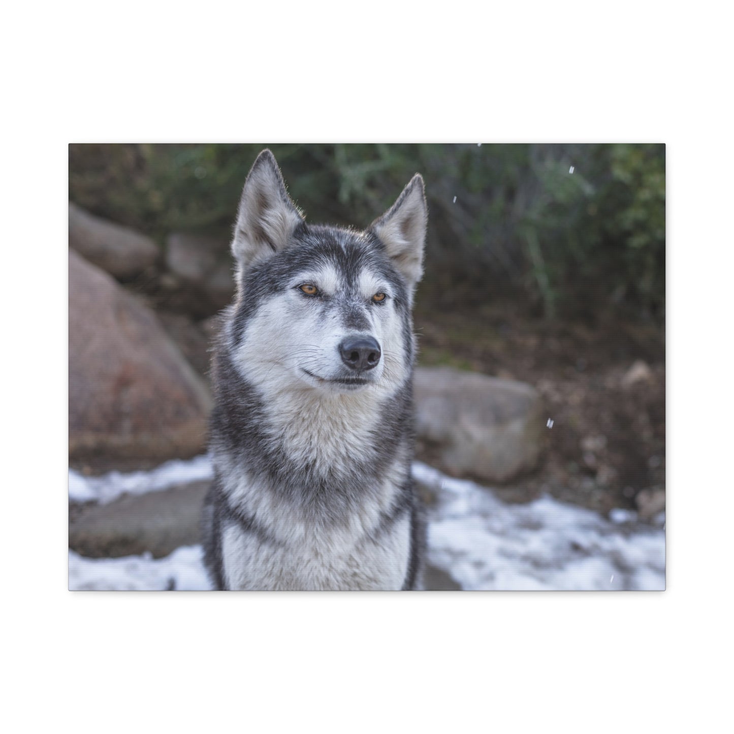 Luna Canvas Print